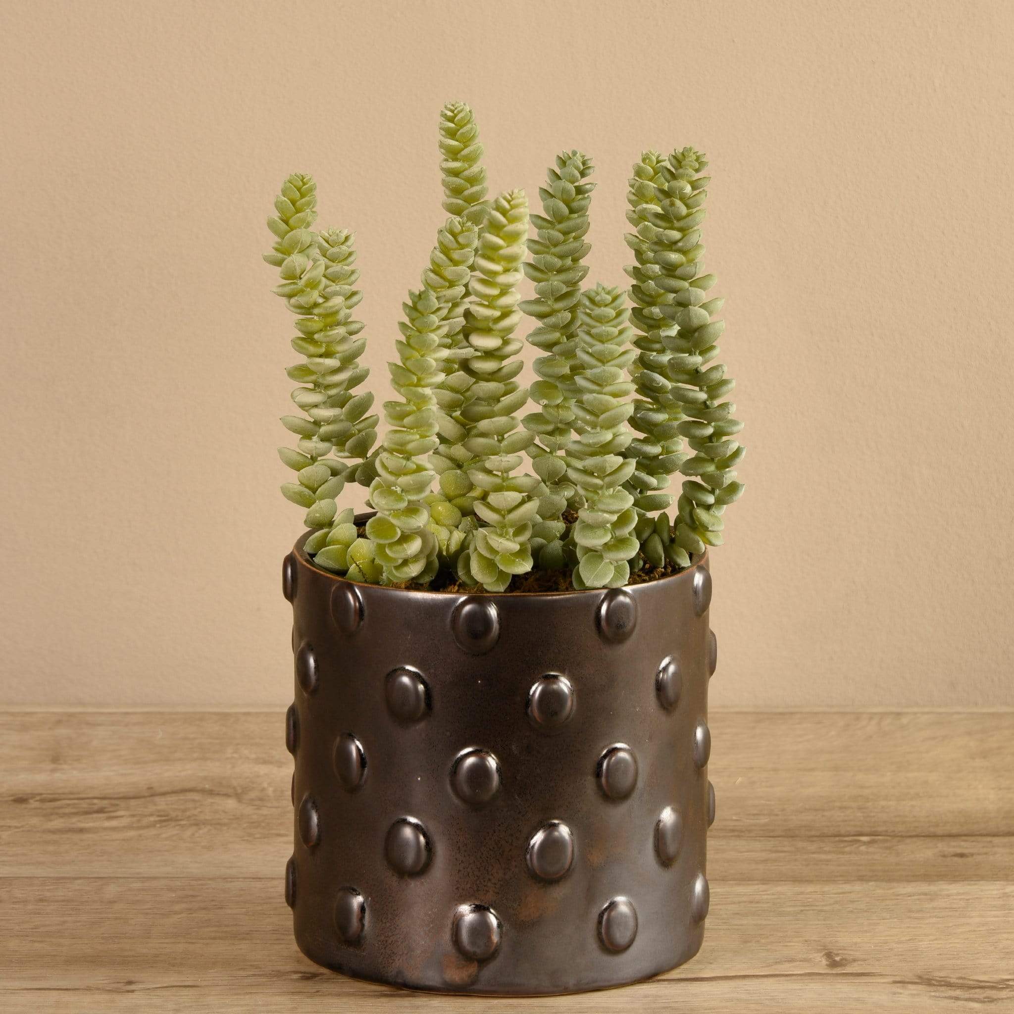 Potted Succulent