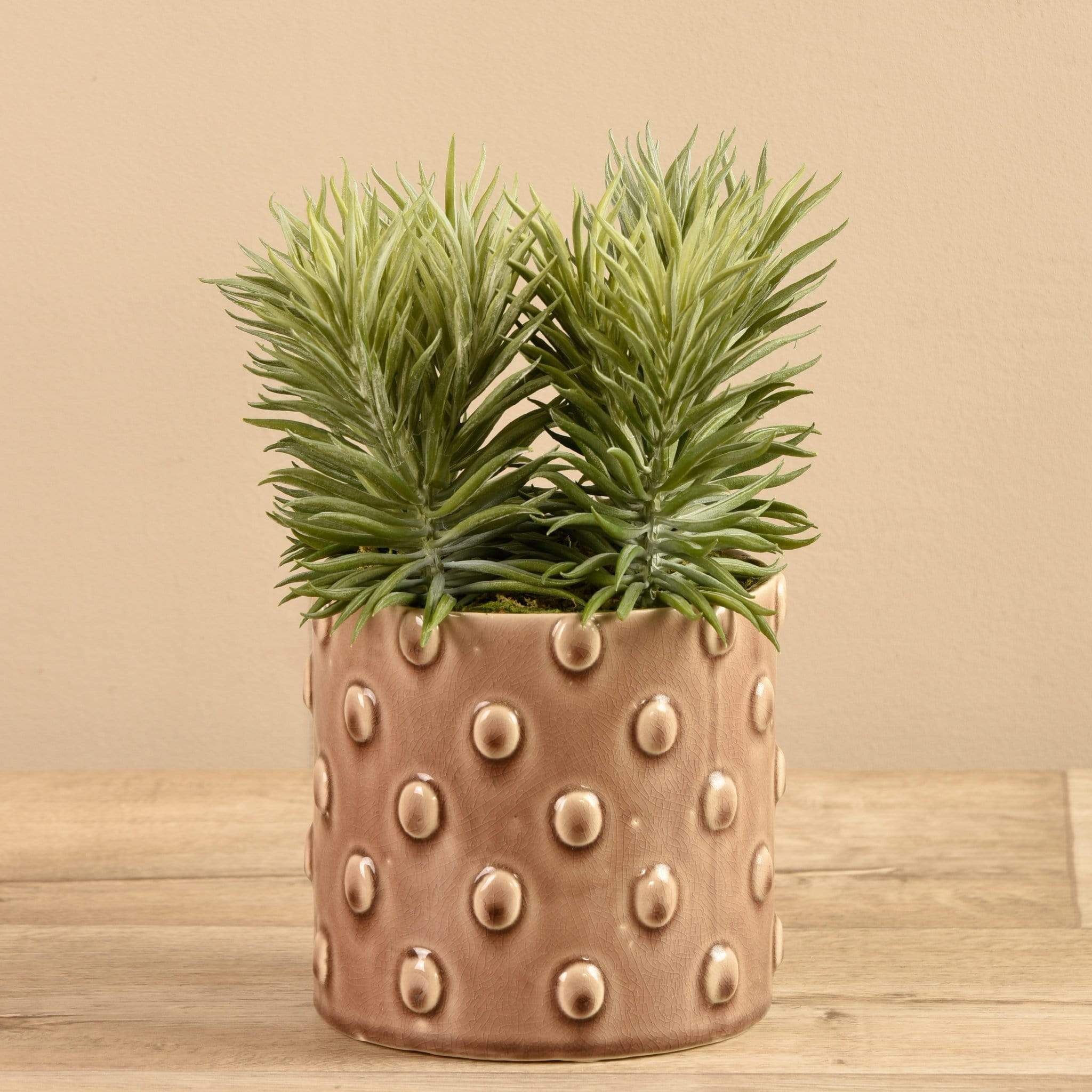 Potted Succulent