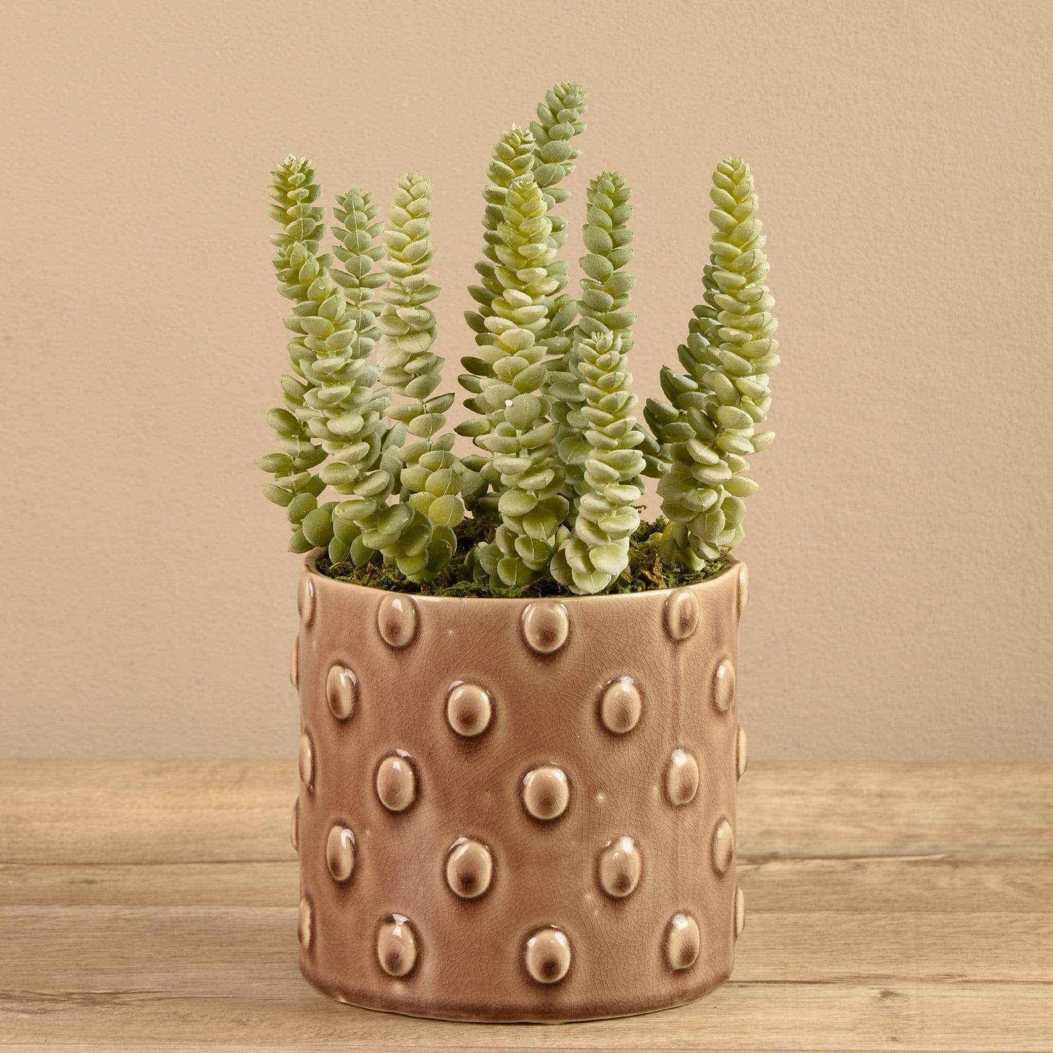 Potted Succulent