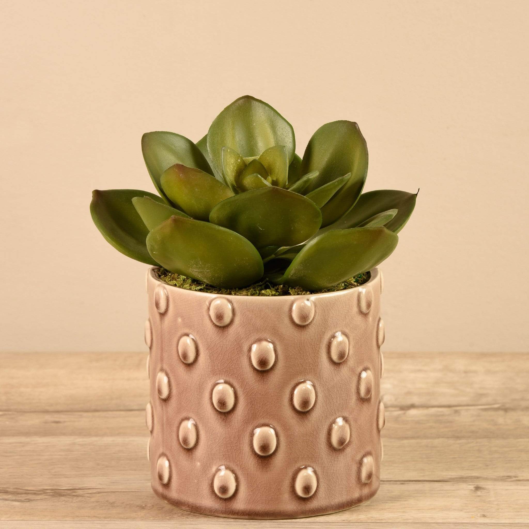 Potted Succulent
