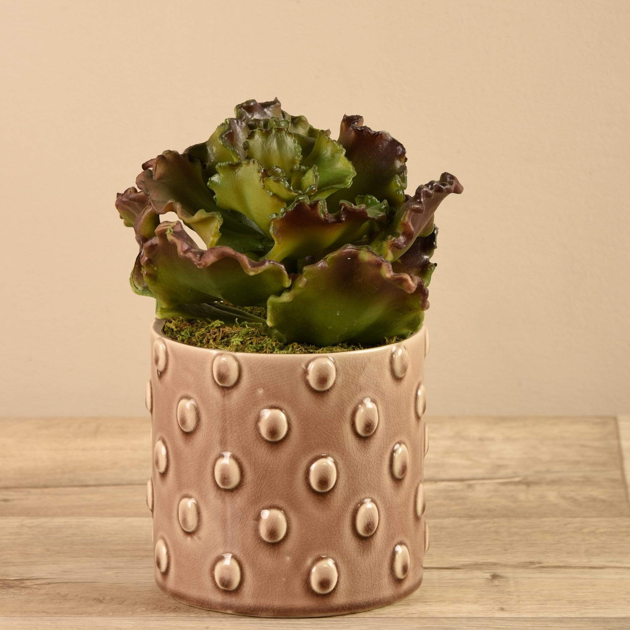 Potted Succulent