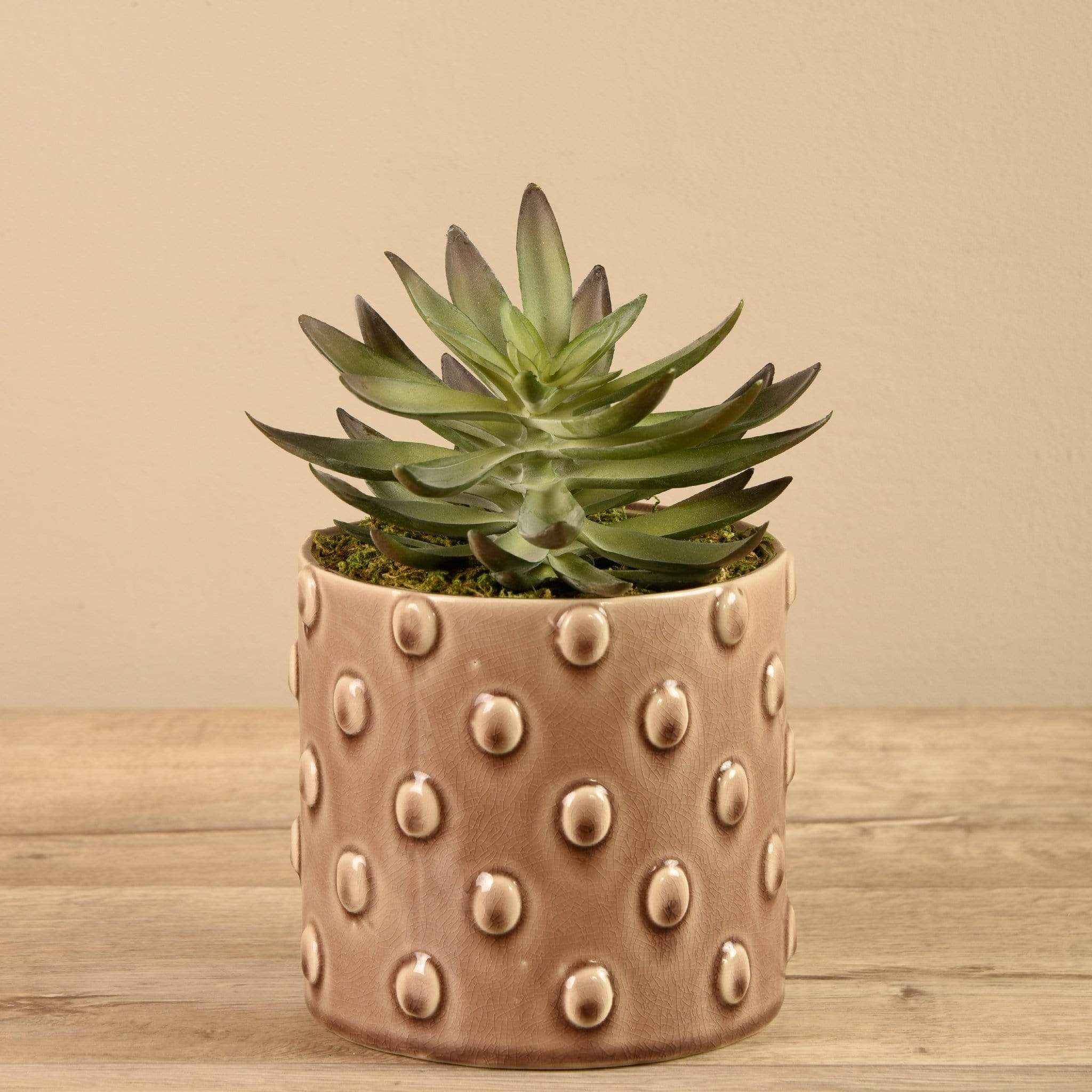 Potted Succulent