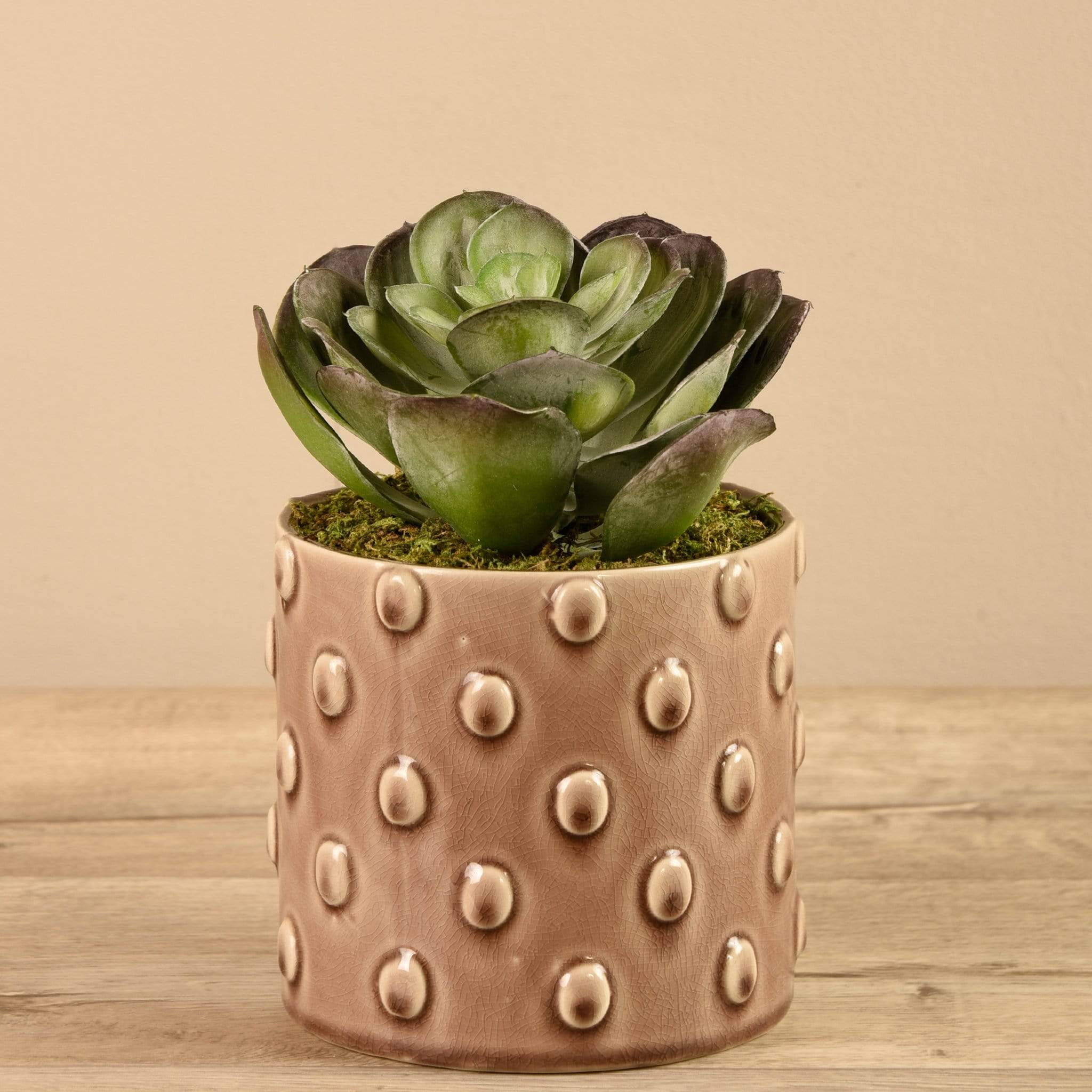 Potted Succulent