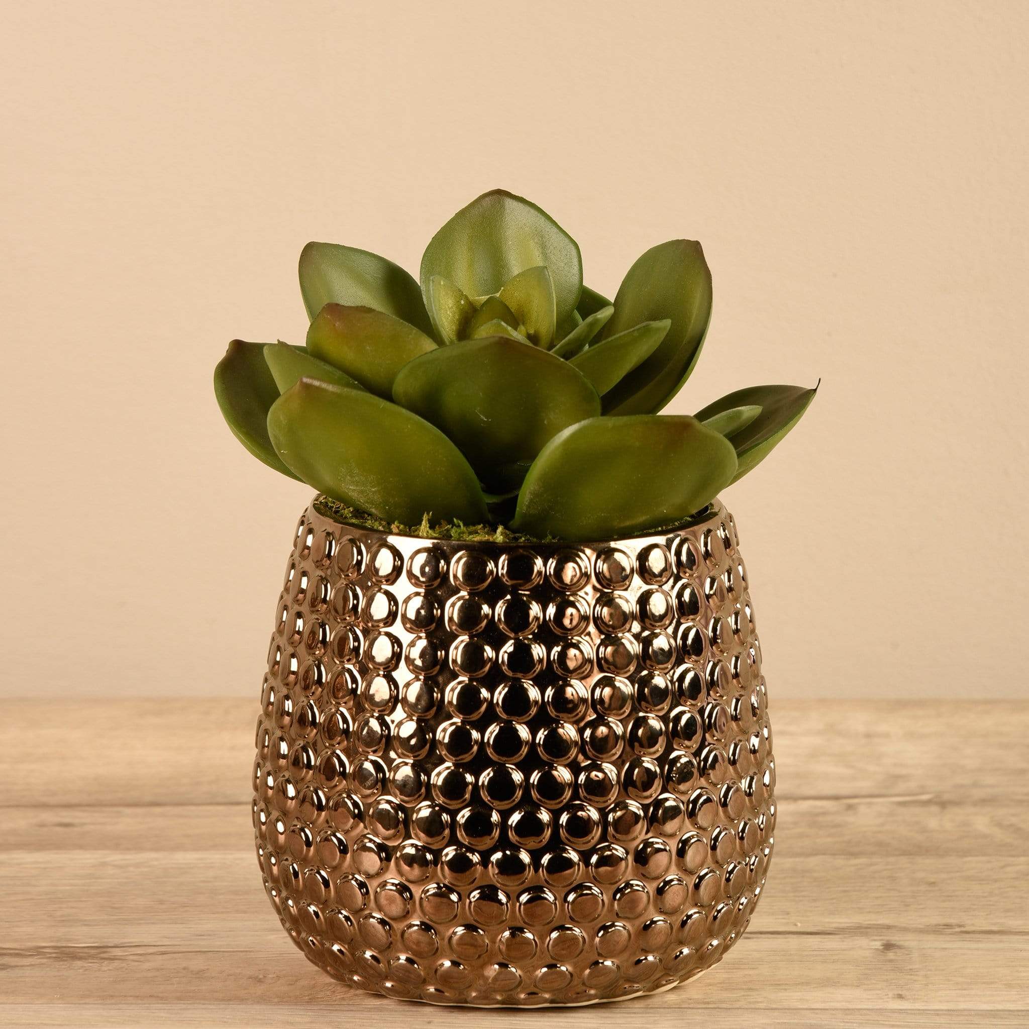 Potted Succulent