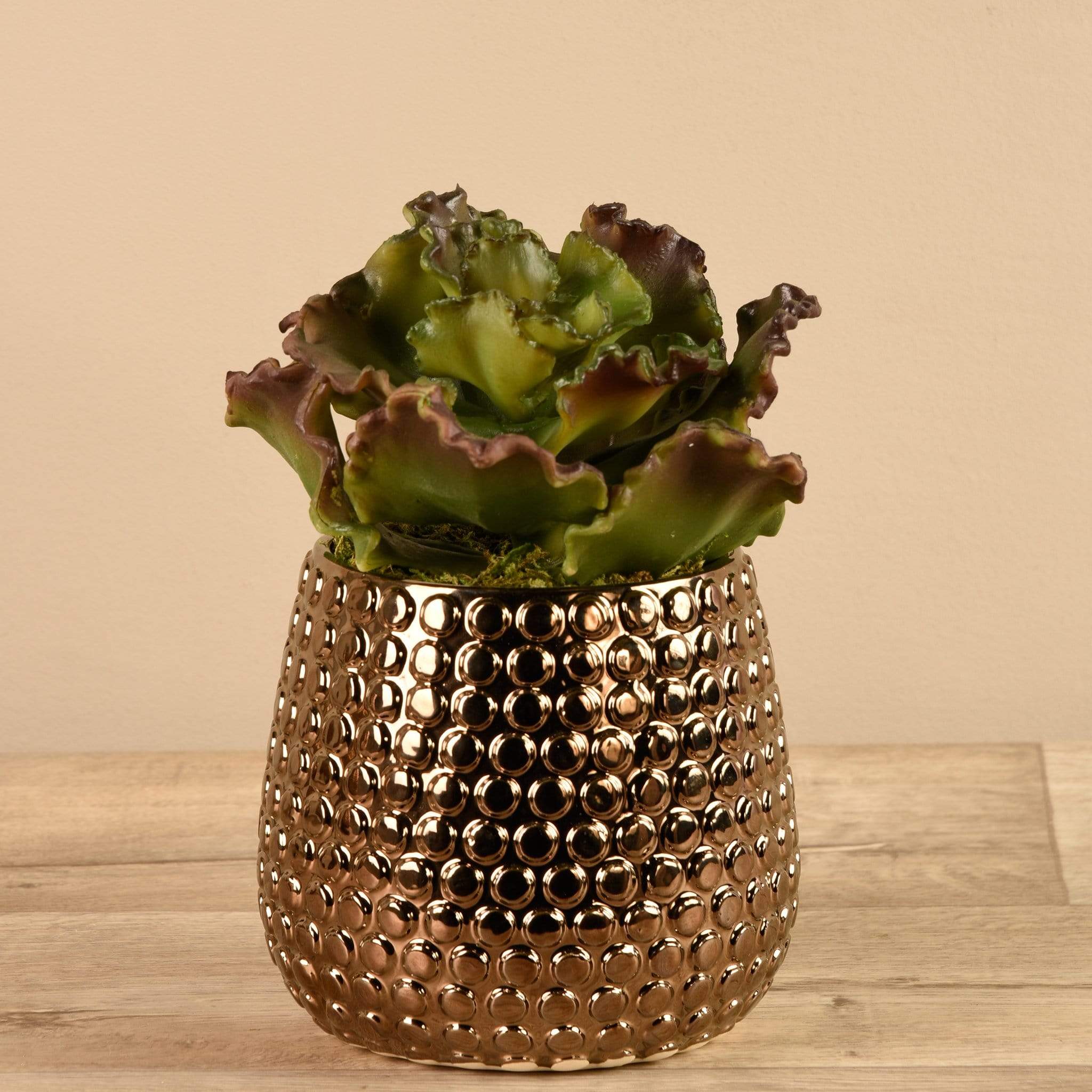 Potted Succulent