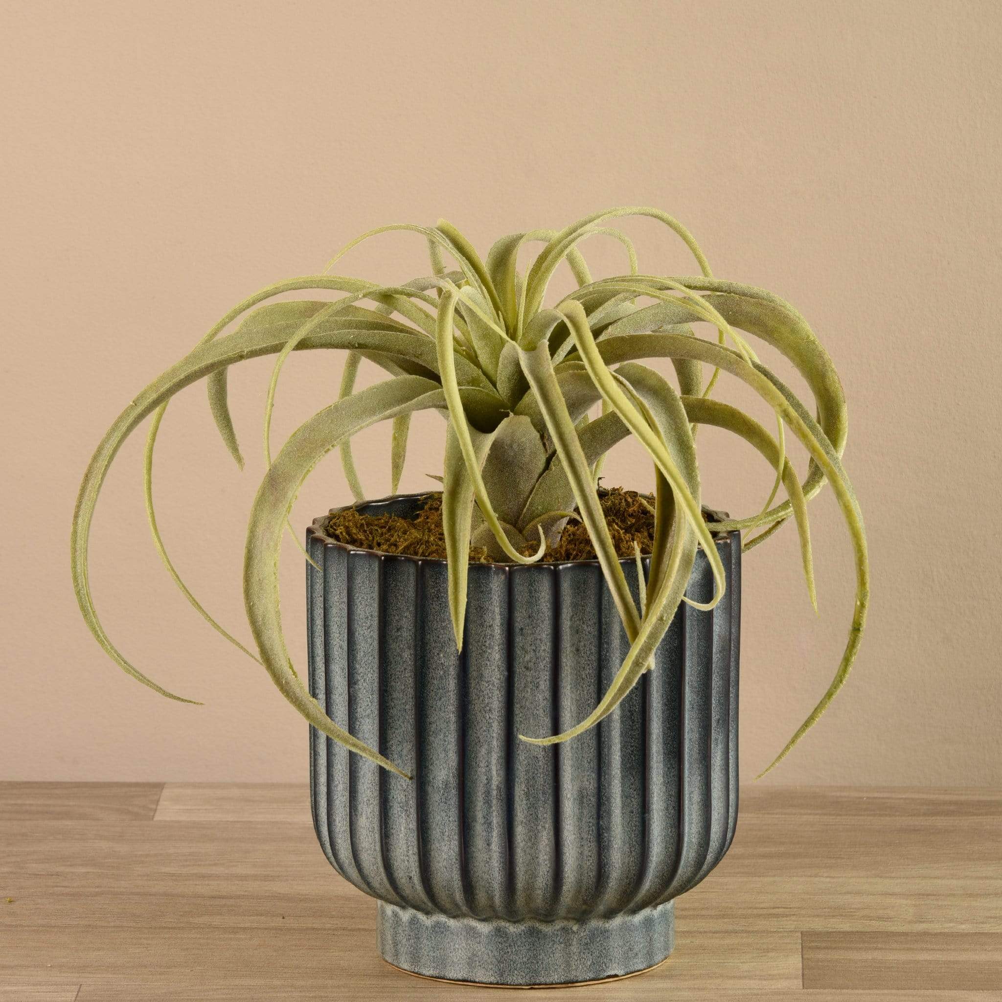 Potted Tillandsia