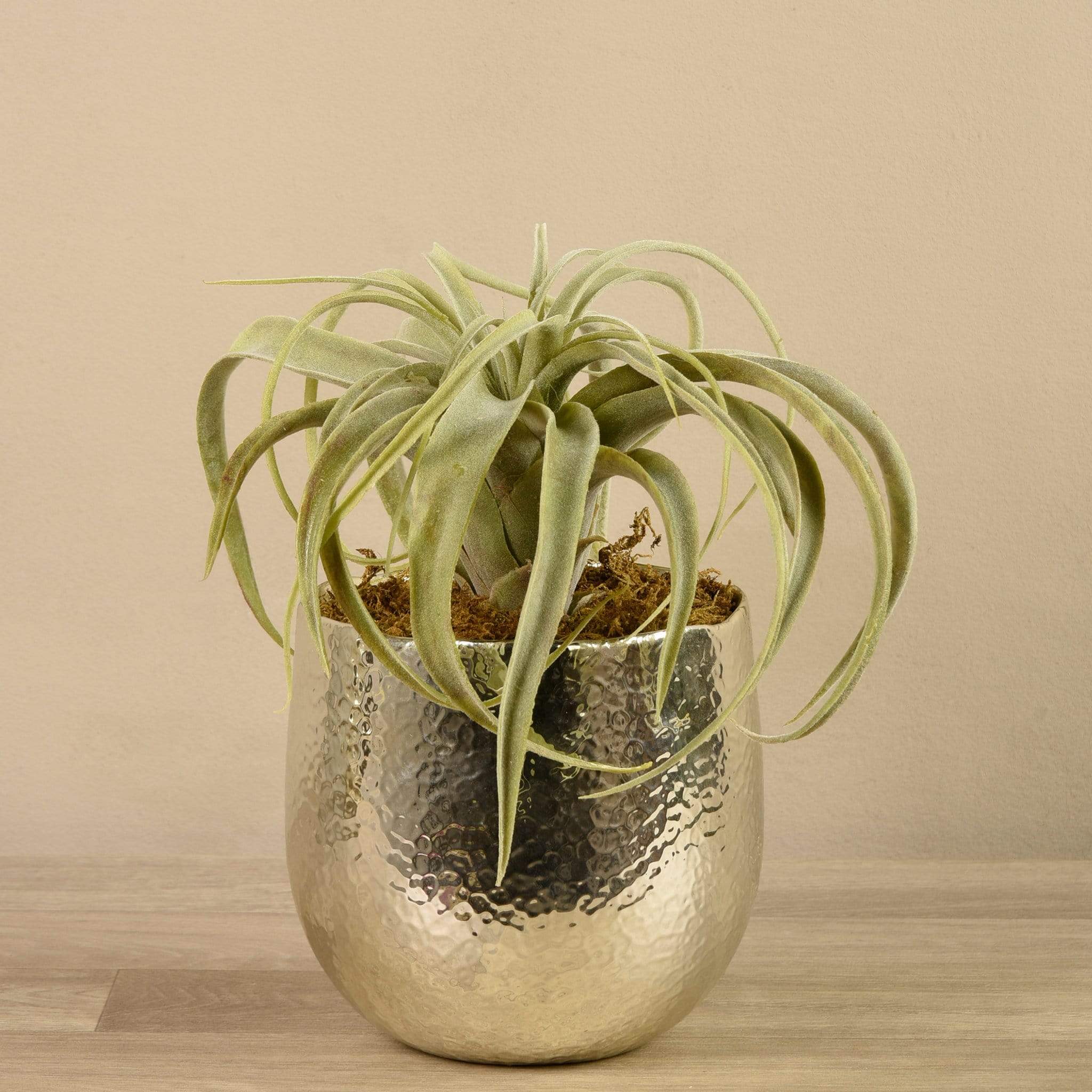 Potted Tillandsia