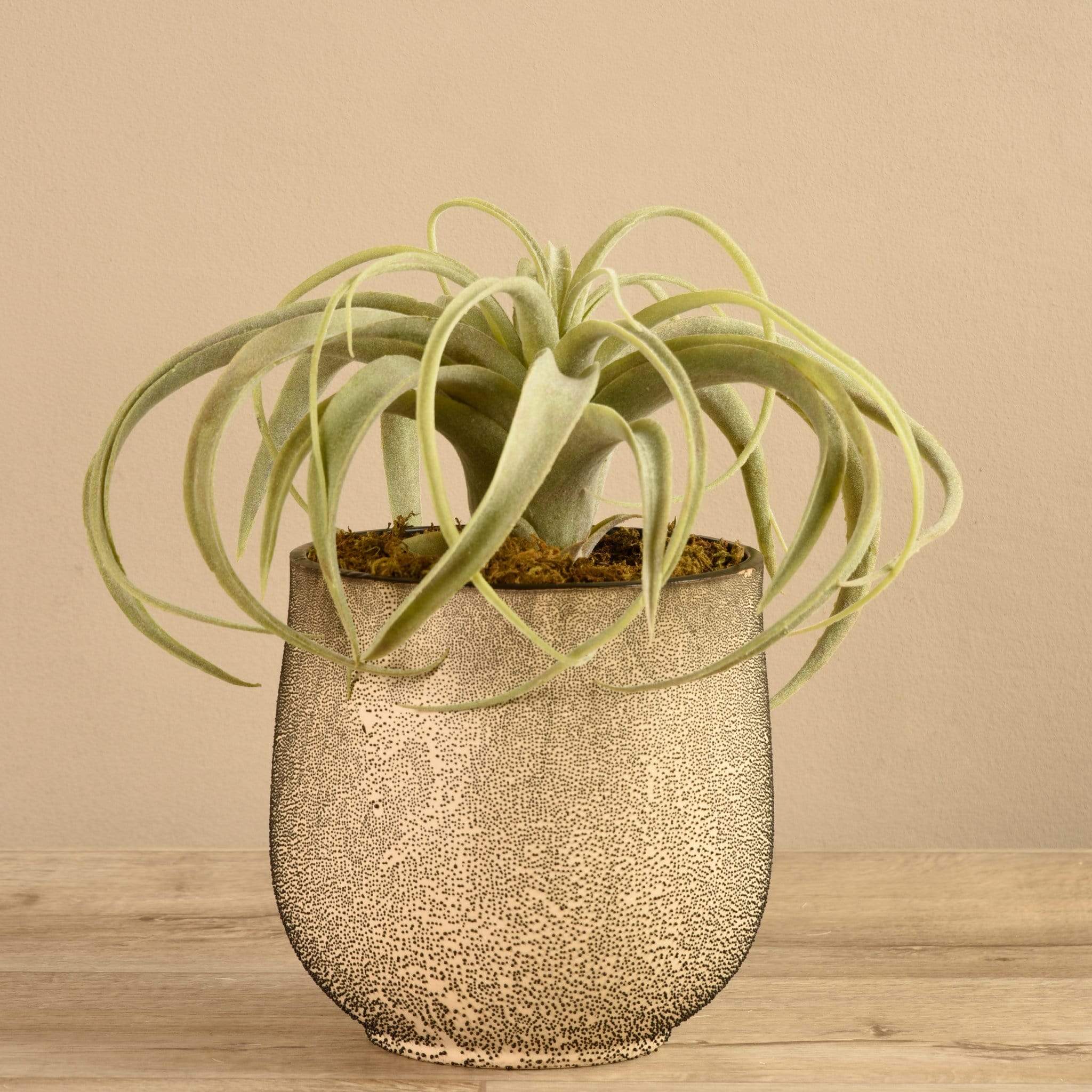 Potted Tillandsia