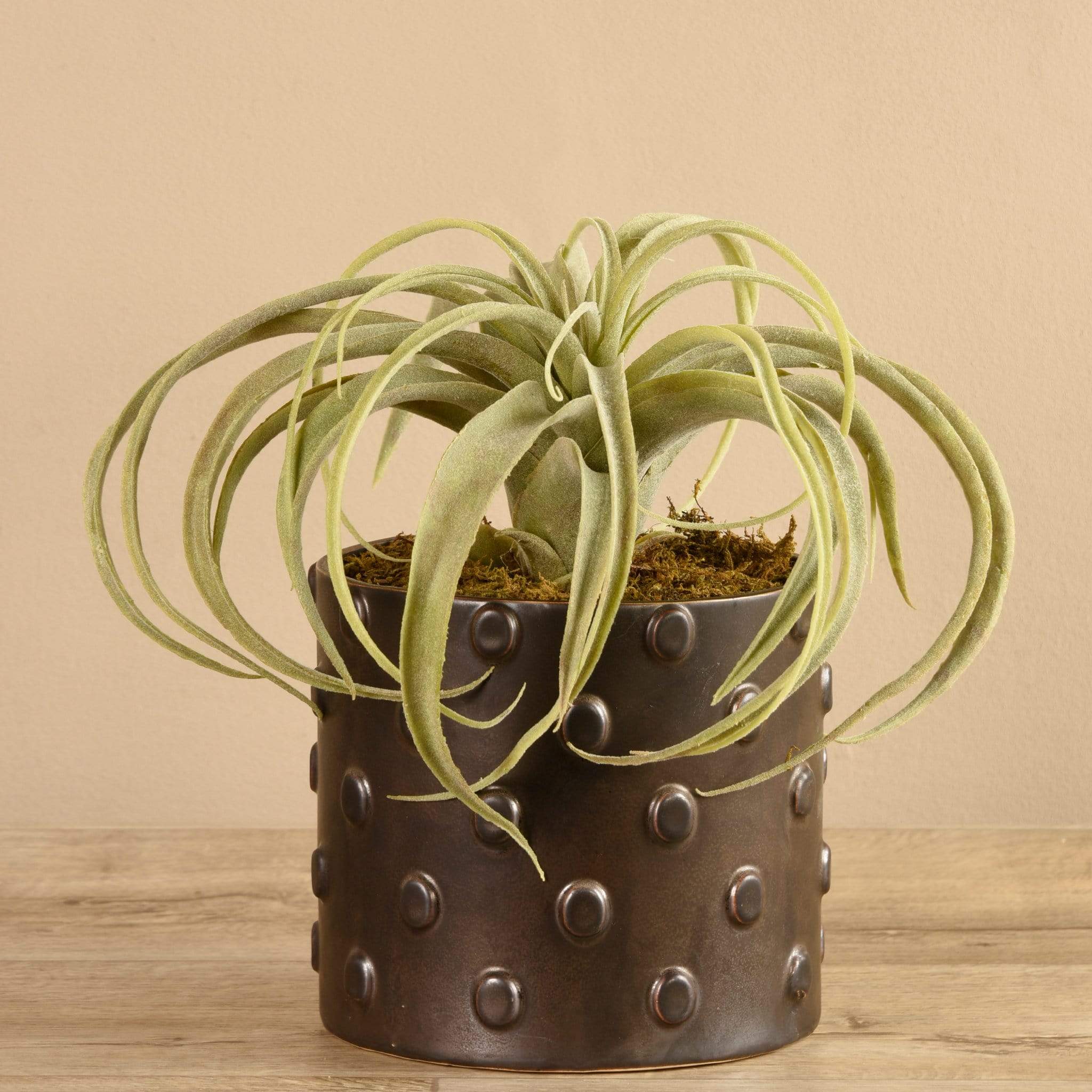 Potted Tillandsia