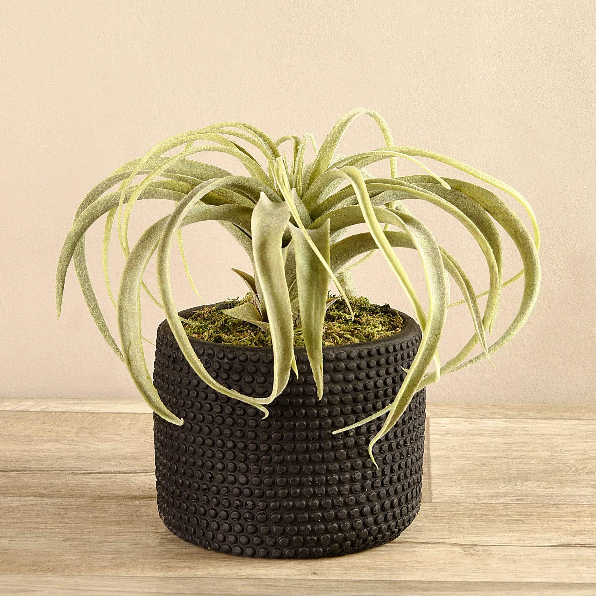 Potted Tillandsia