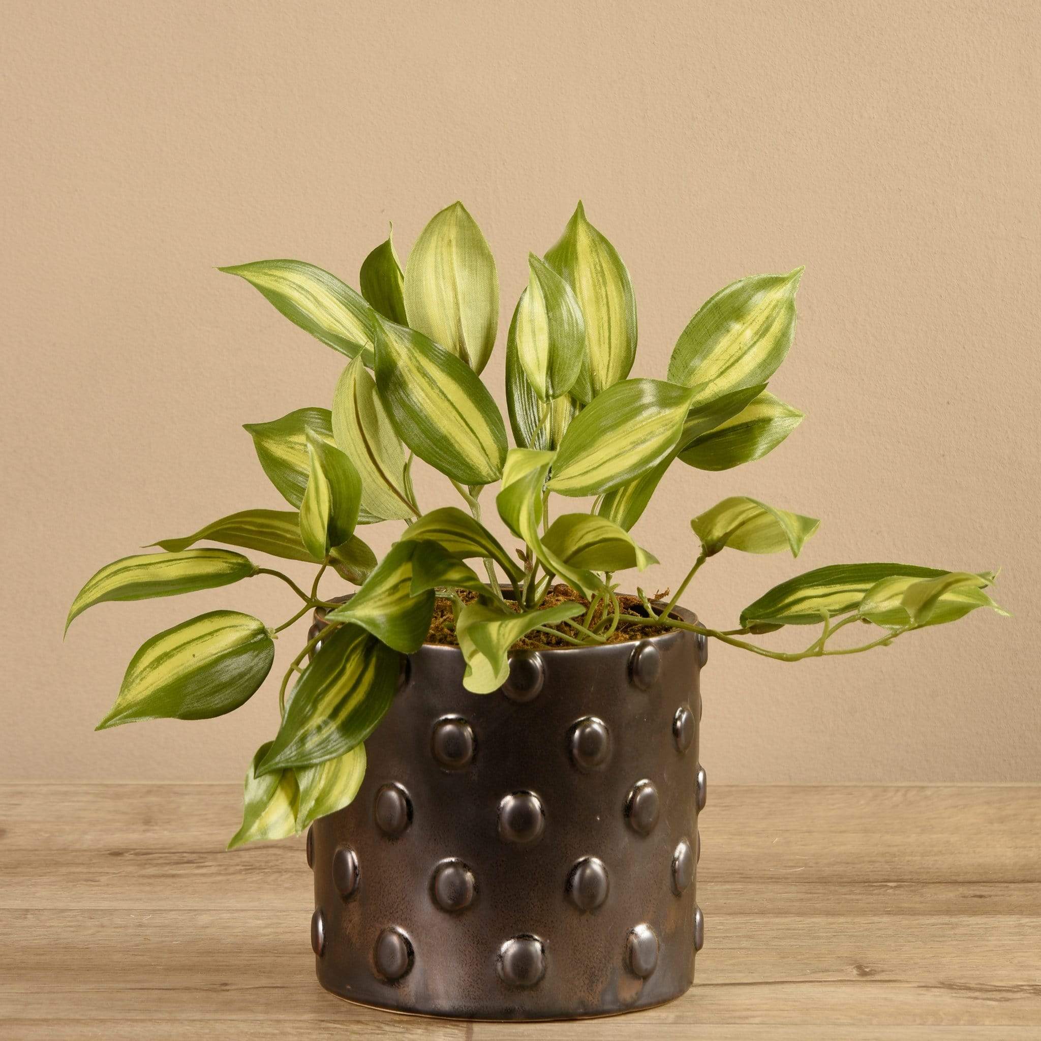 Potted Vanilla Leaf - Image 2