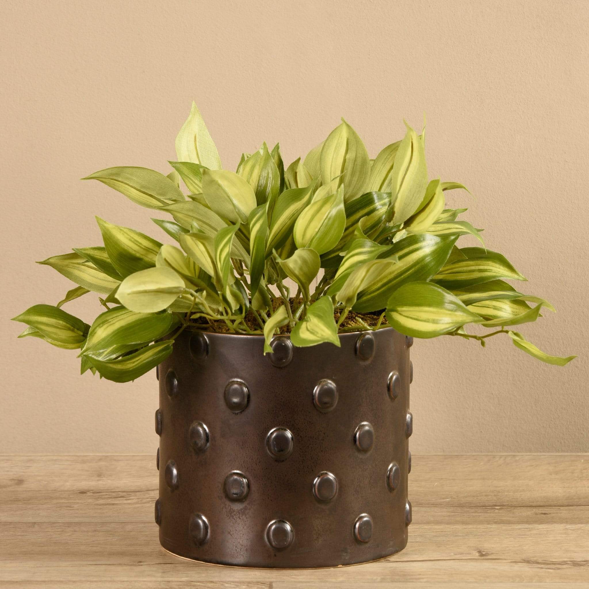 Potted Vanilla Leaf - Image 3