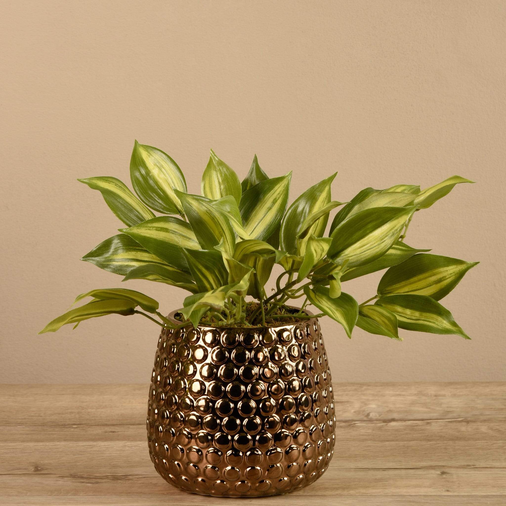 Potted Vanilla Leaf - Image 2