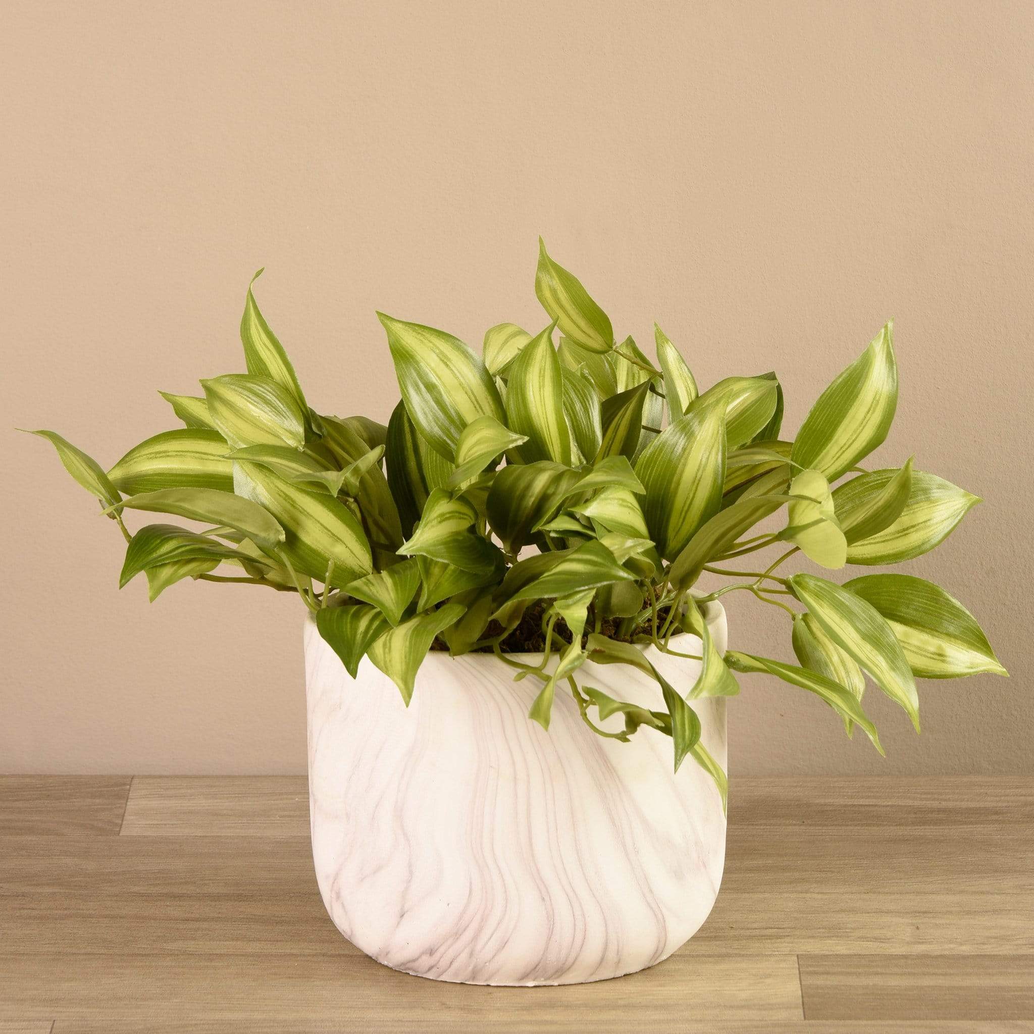 Potted Vanilla Leaf - Image 3