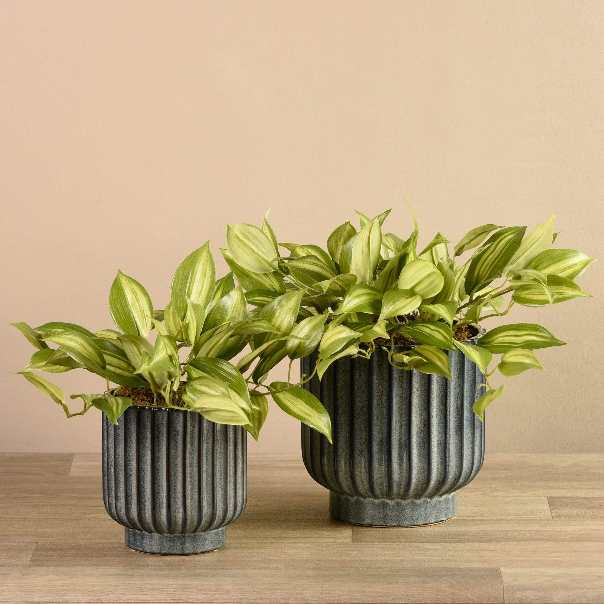 Potted Vanilla Leaf
