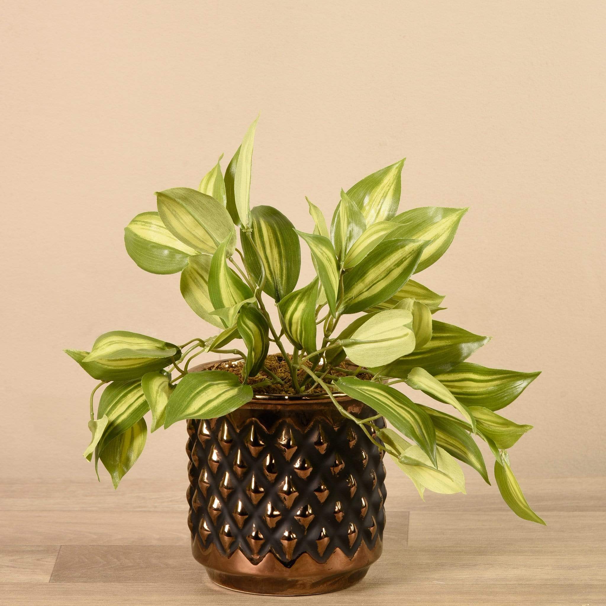 Potted Vanilla Leaf - Image 2