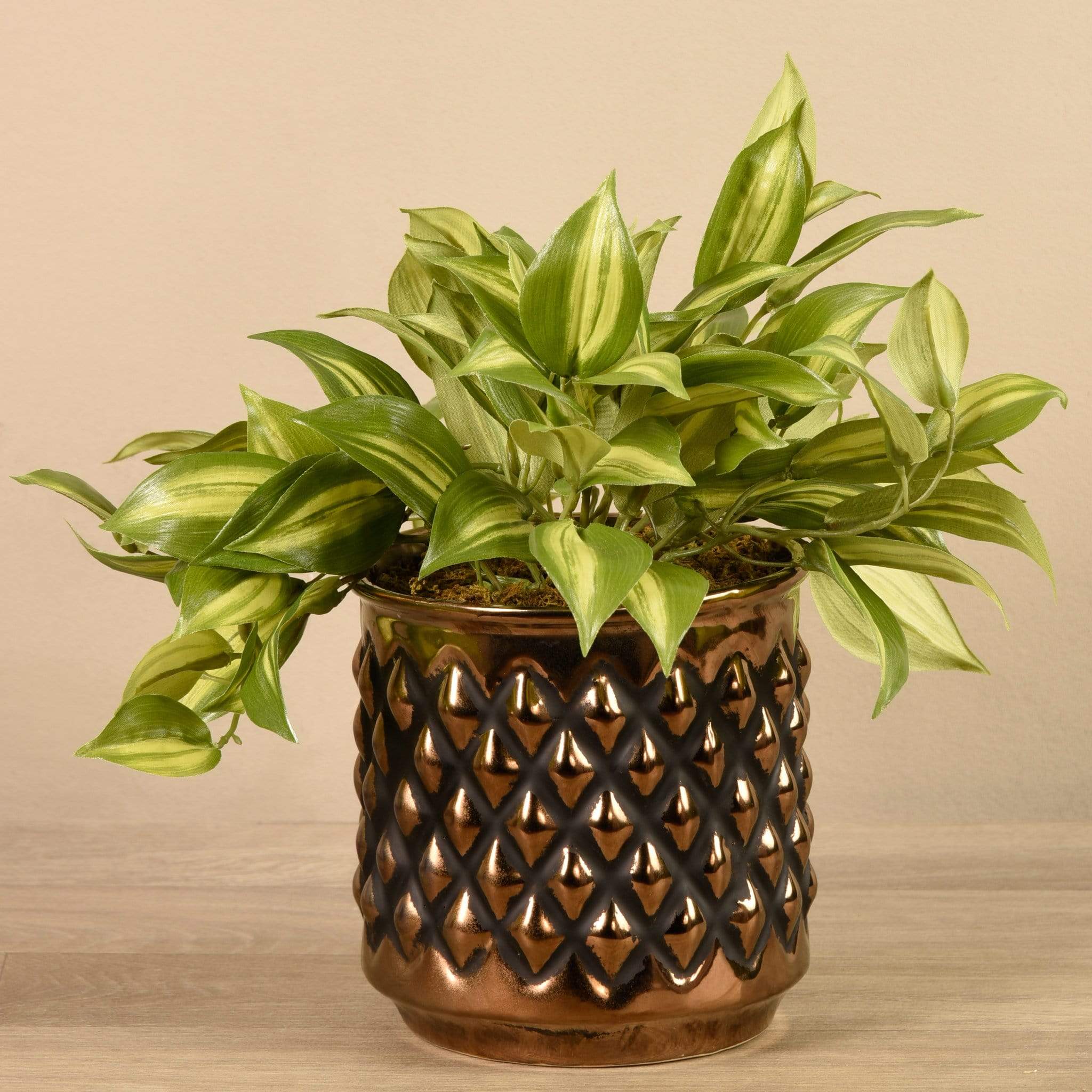 Potted Vanilla Leaf - Image 3