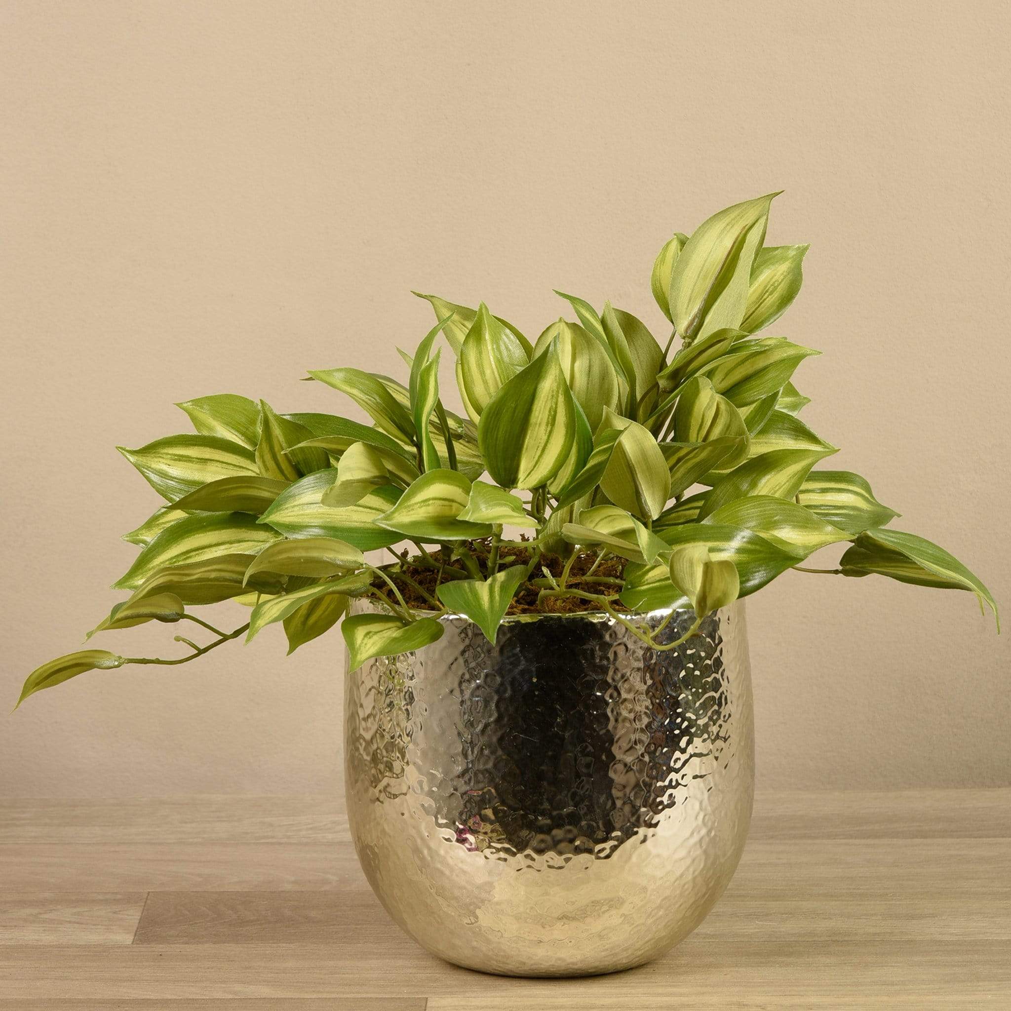 Potted Vanilla Leaf - Image 3