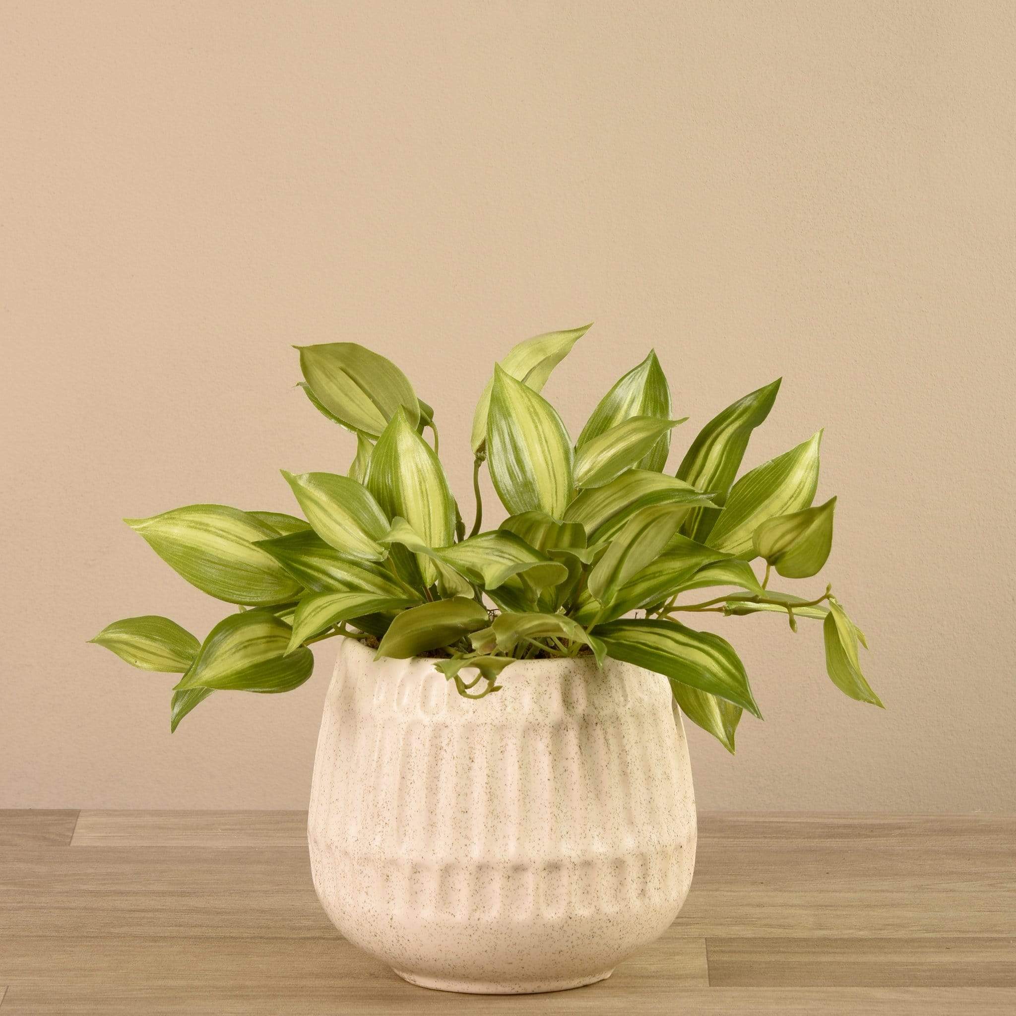 Potted Vanilla Leaf - Image 2