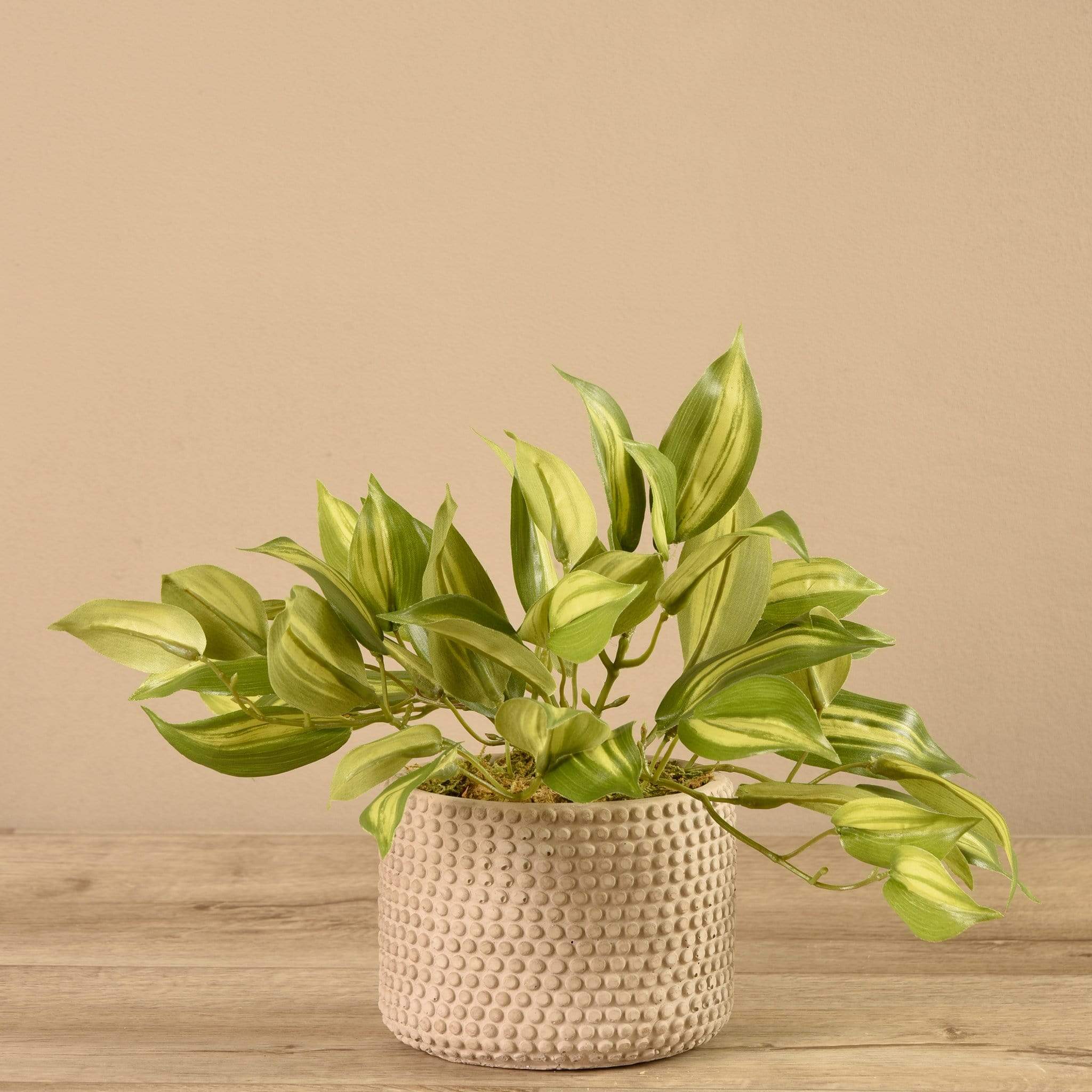 Potted Vanilla Leaf - Image 2