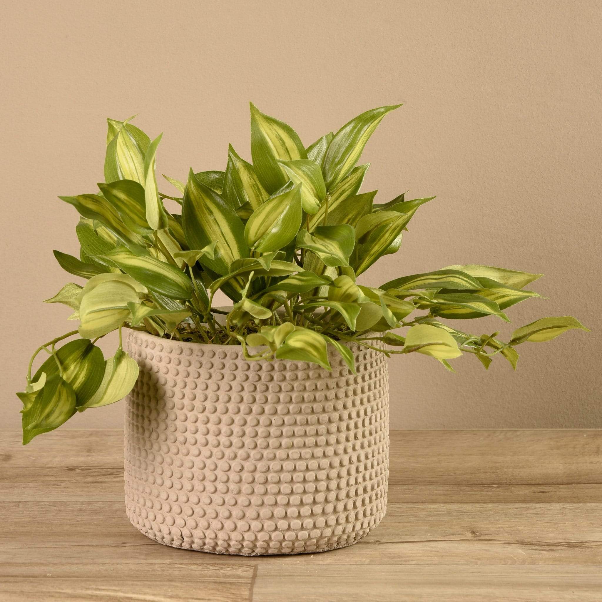 Potted Vanilla Leaf - Image 3