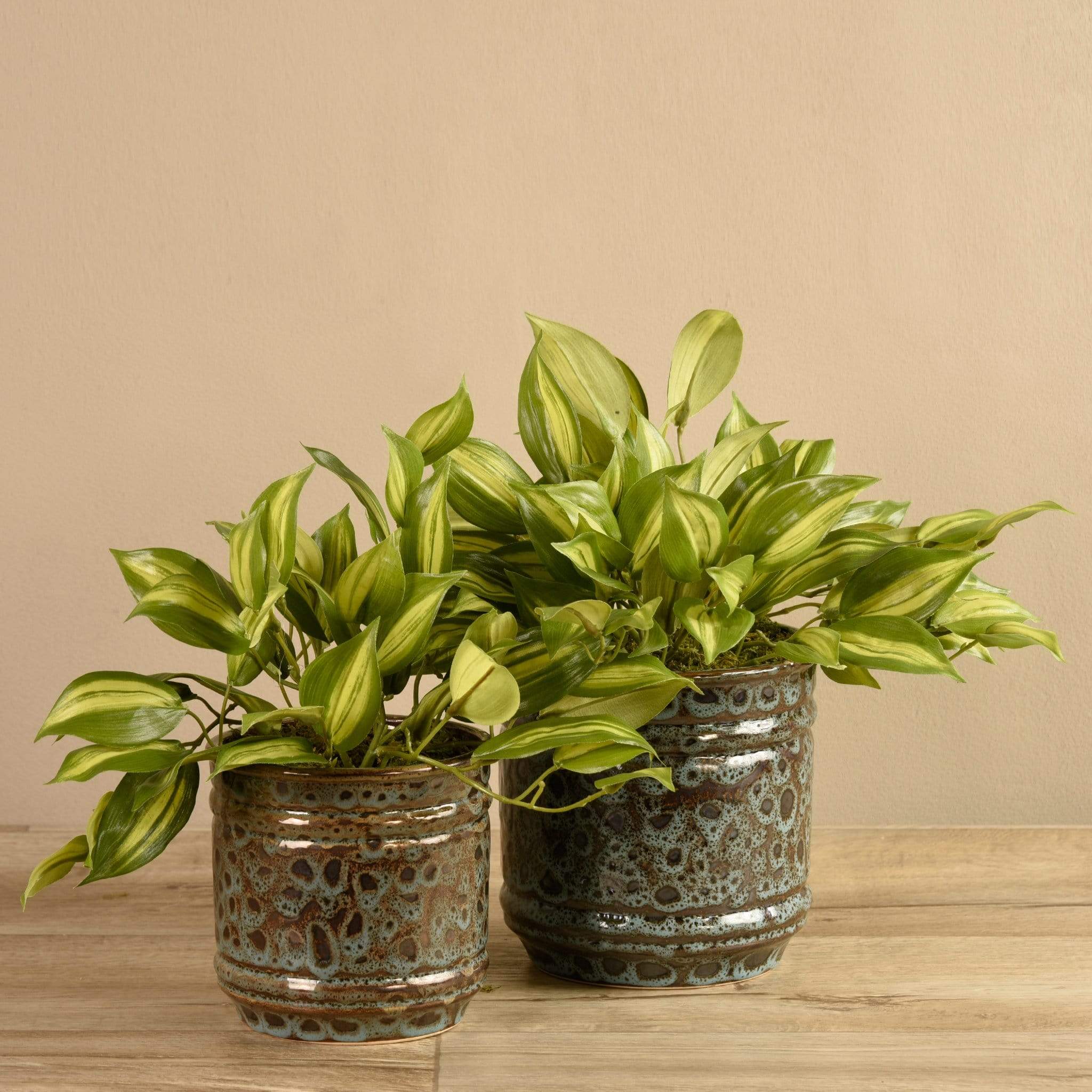 Potted Vanilla Leaf