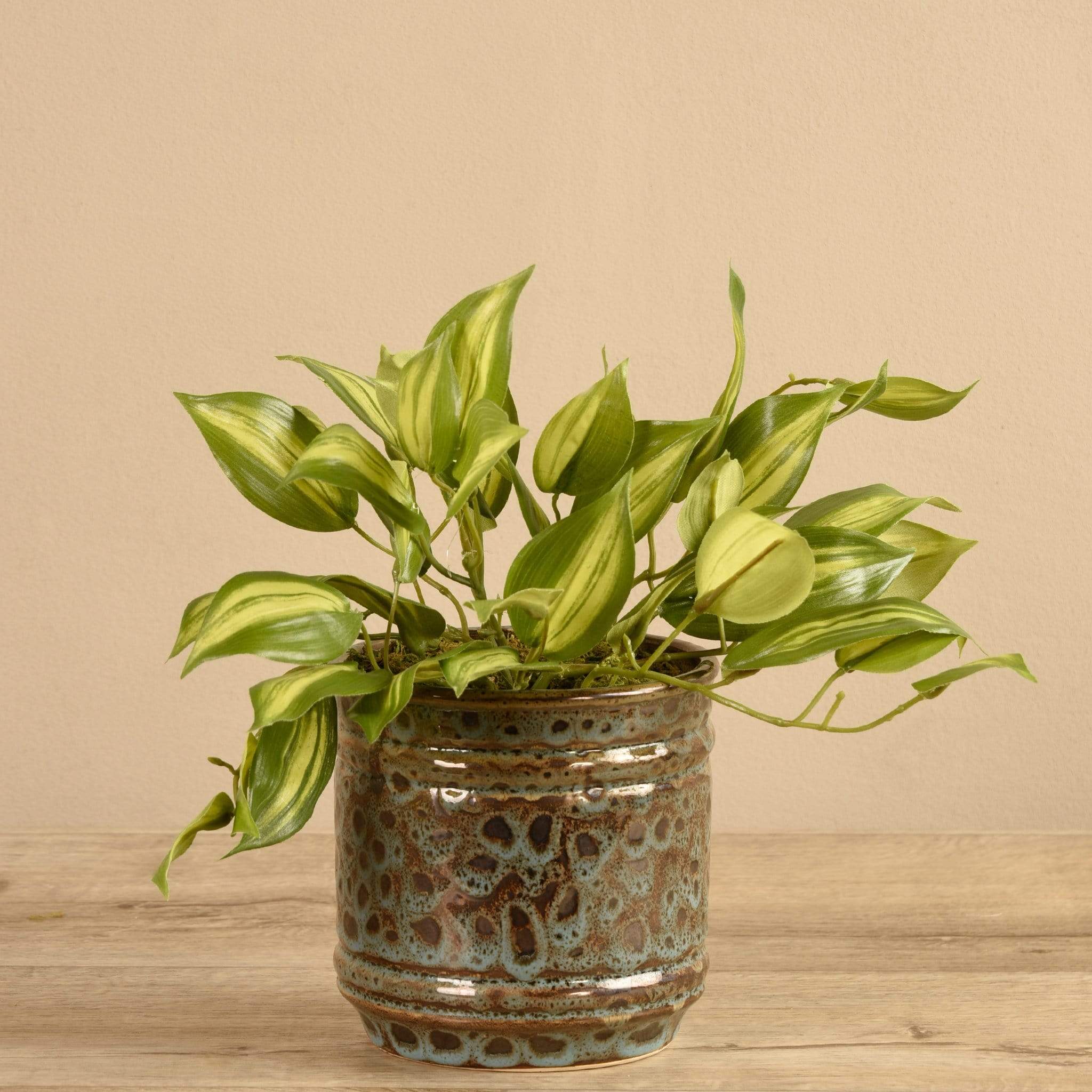 Potted Vanilla Leaf - Image 2
