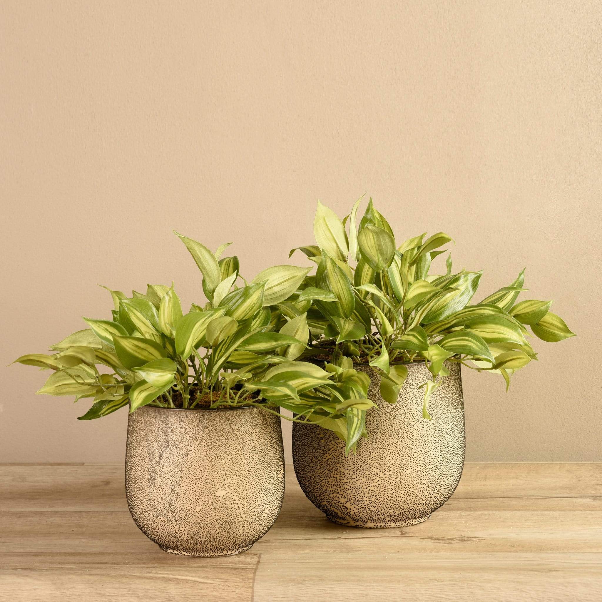 Potted Vanilla Leaf
