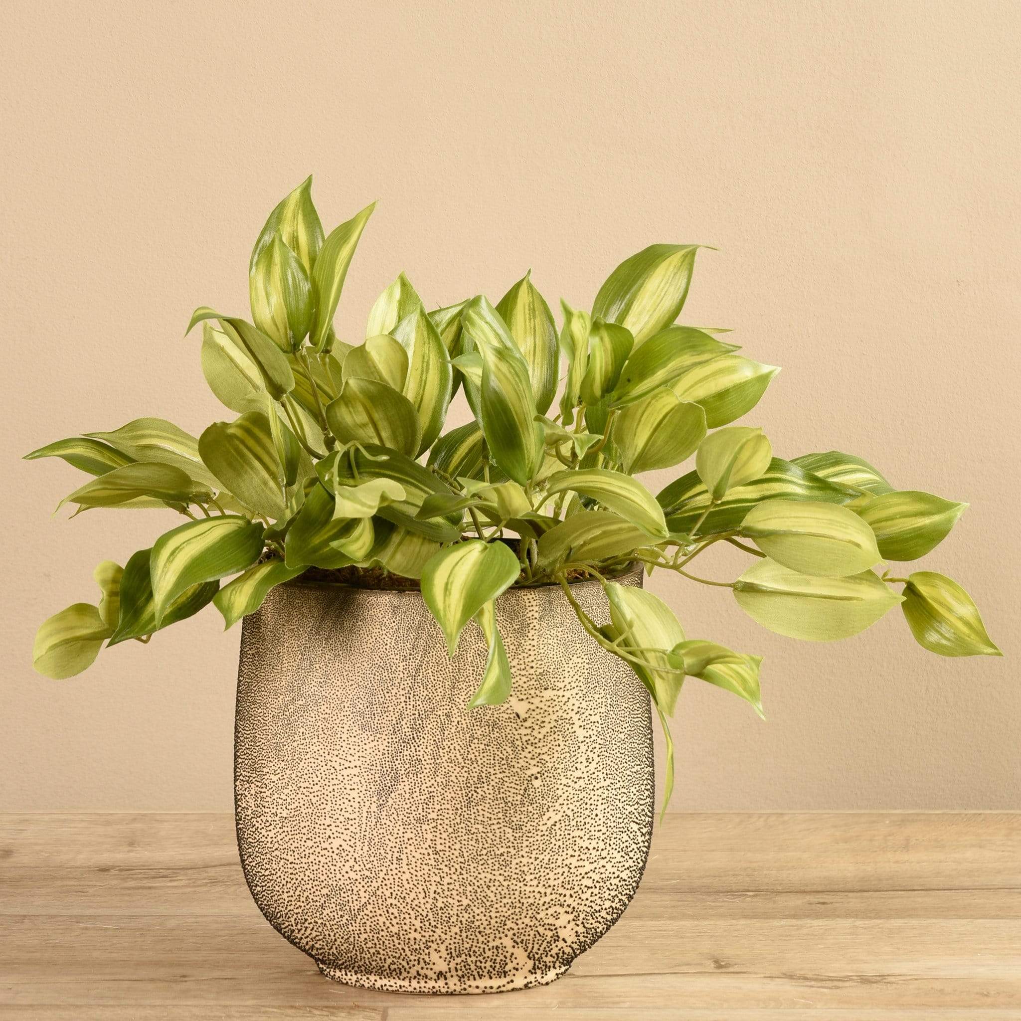 Potted Vanilla Leaf - Image 3