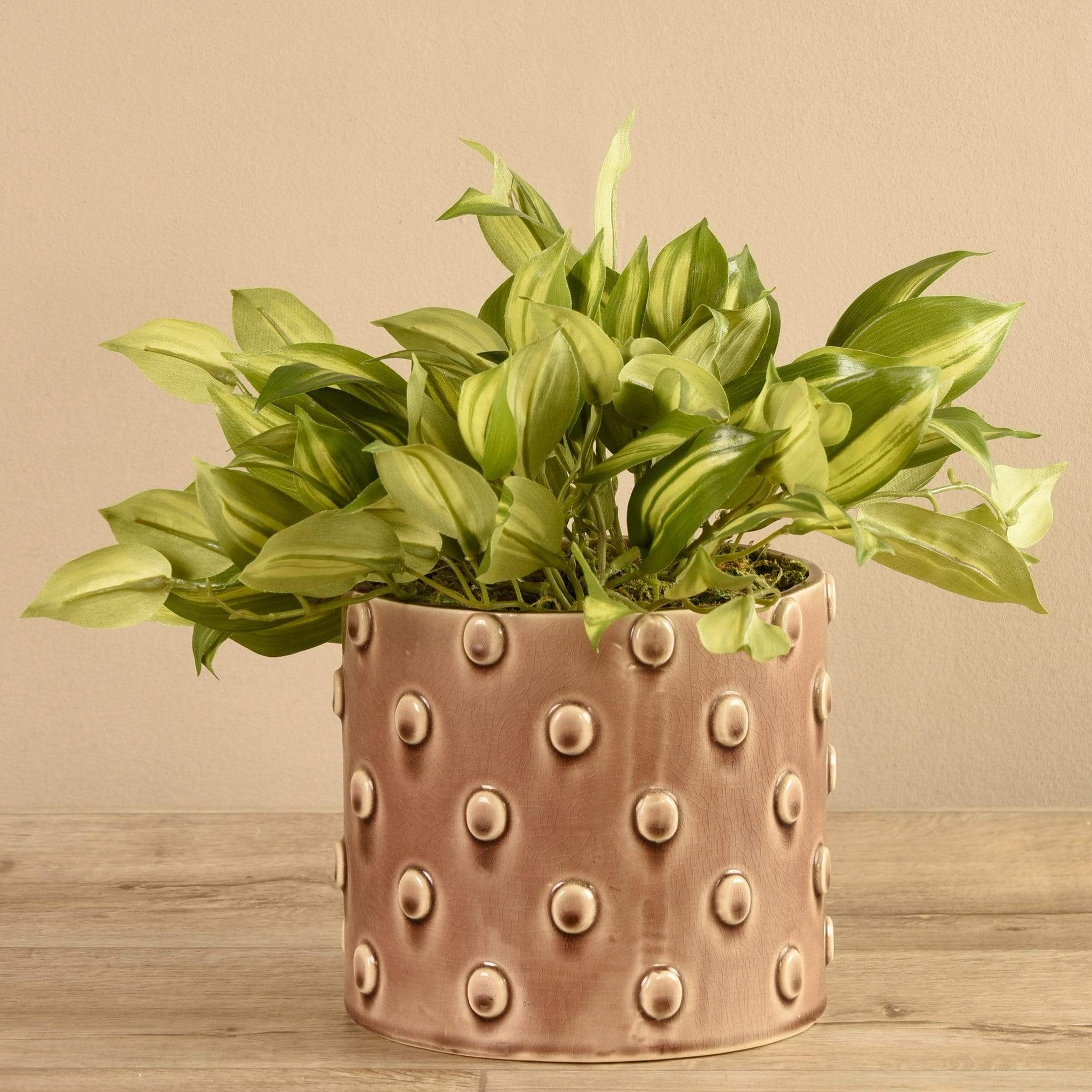 Potted Vanilla Leaf - Image 3