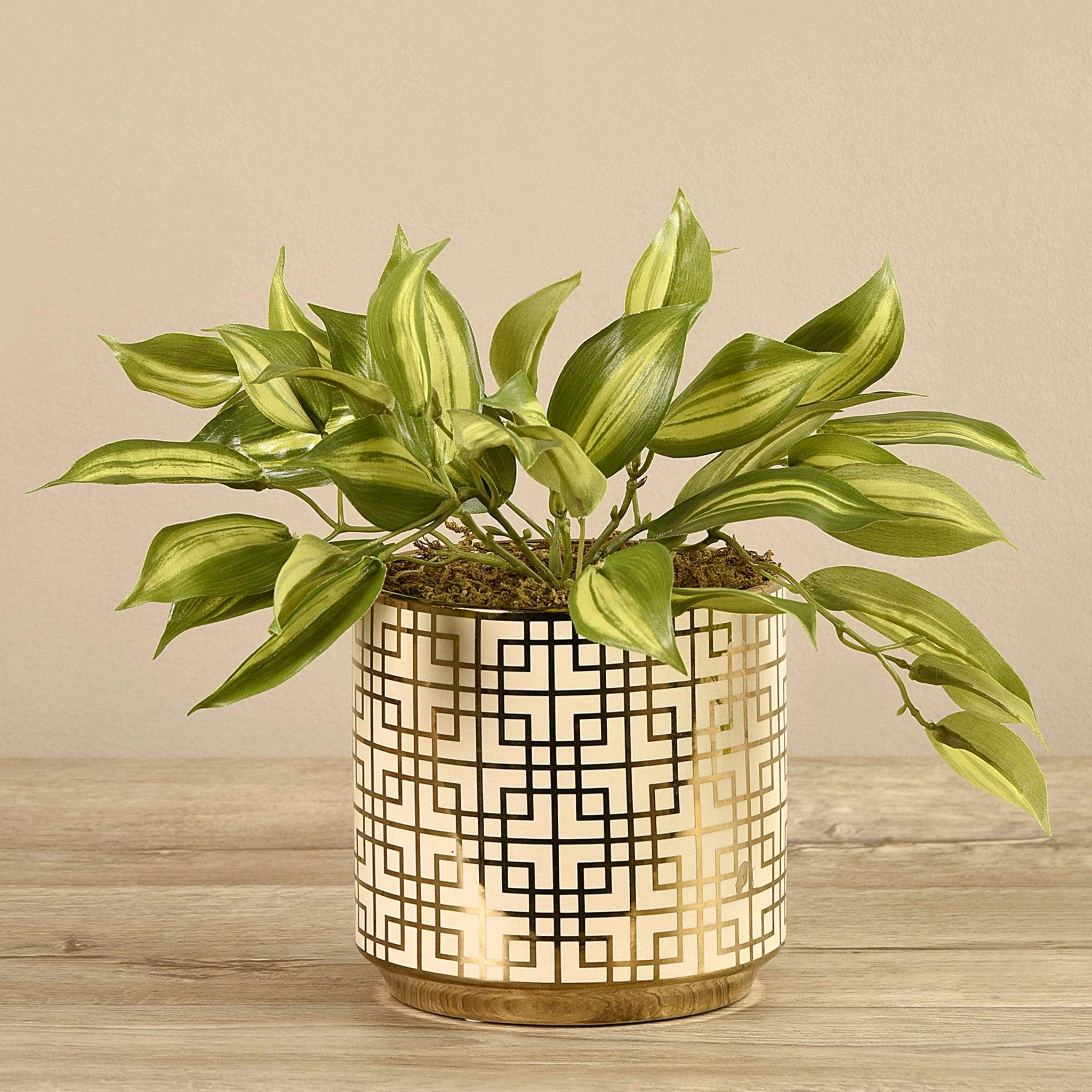 Potted Vanilla Leaf - Image 2