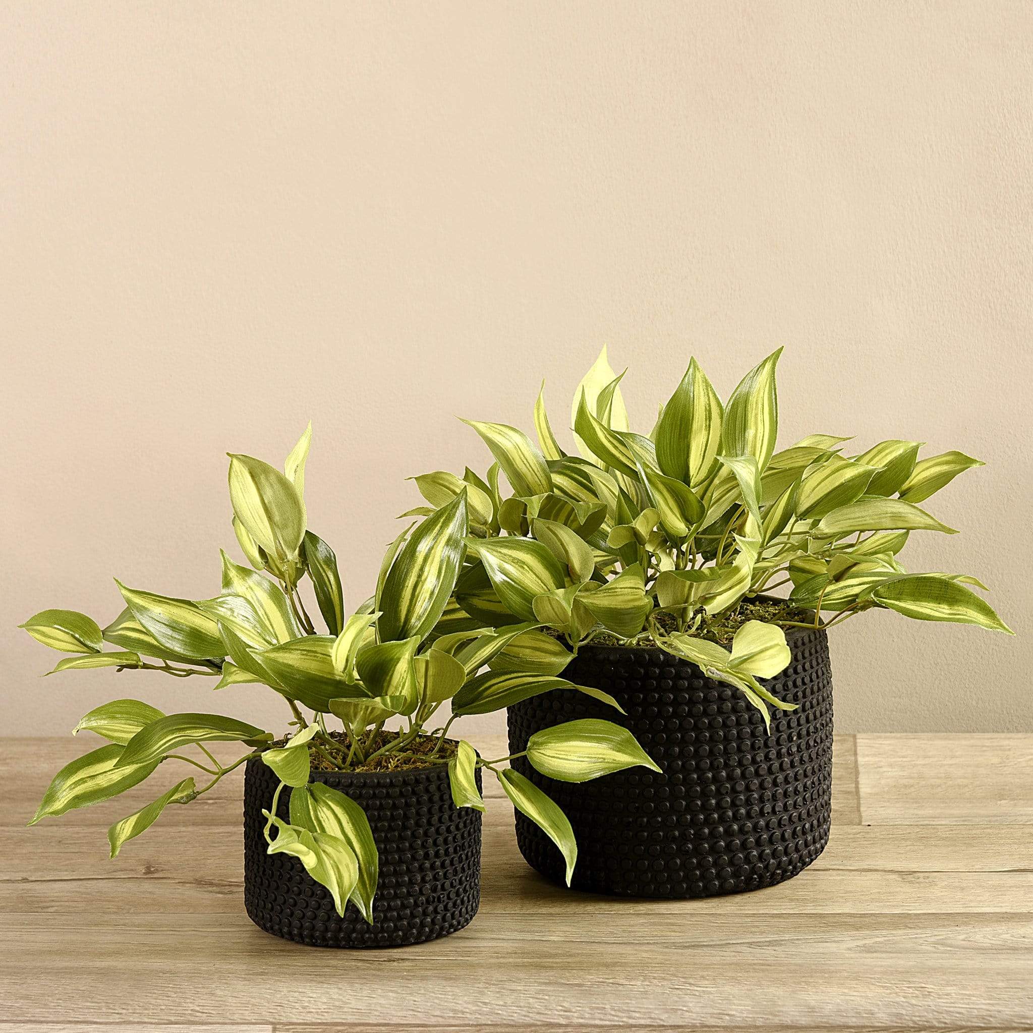 Potted Vanilla Leaf