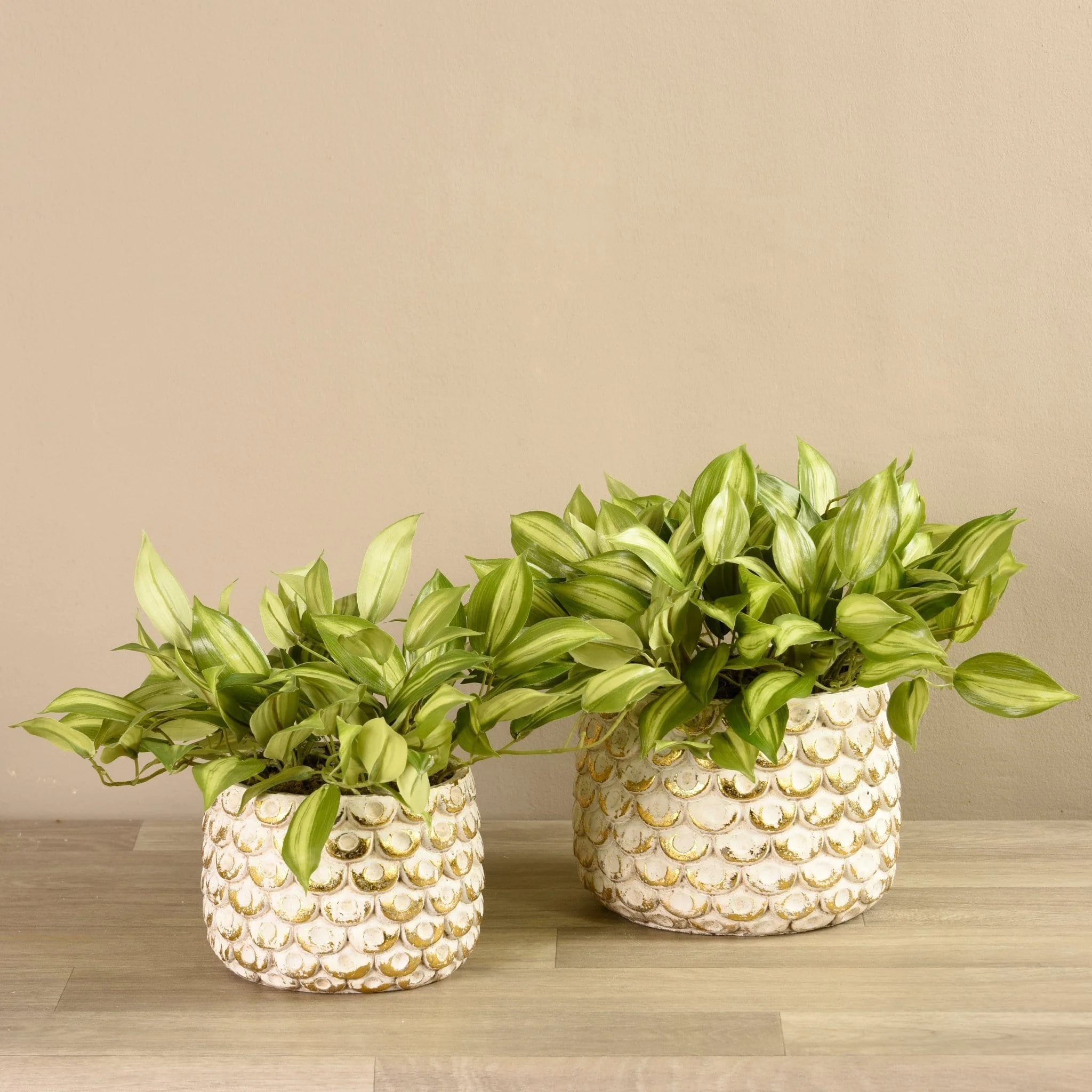 Potted Vanilla Leaf Plant