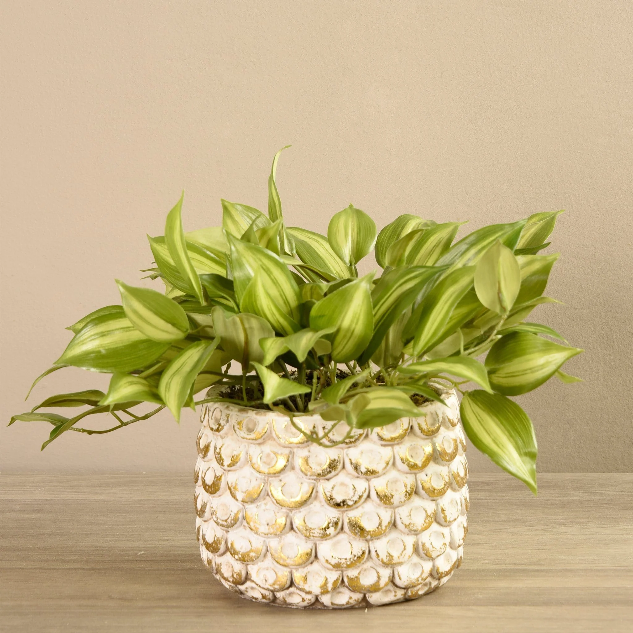 Potted Vanilla Leaf Plant - Image 2