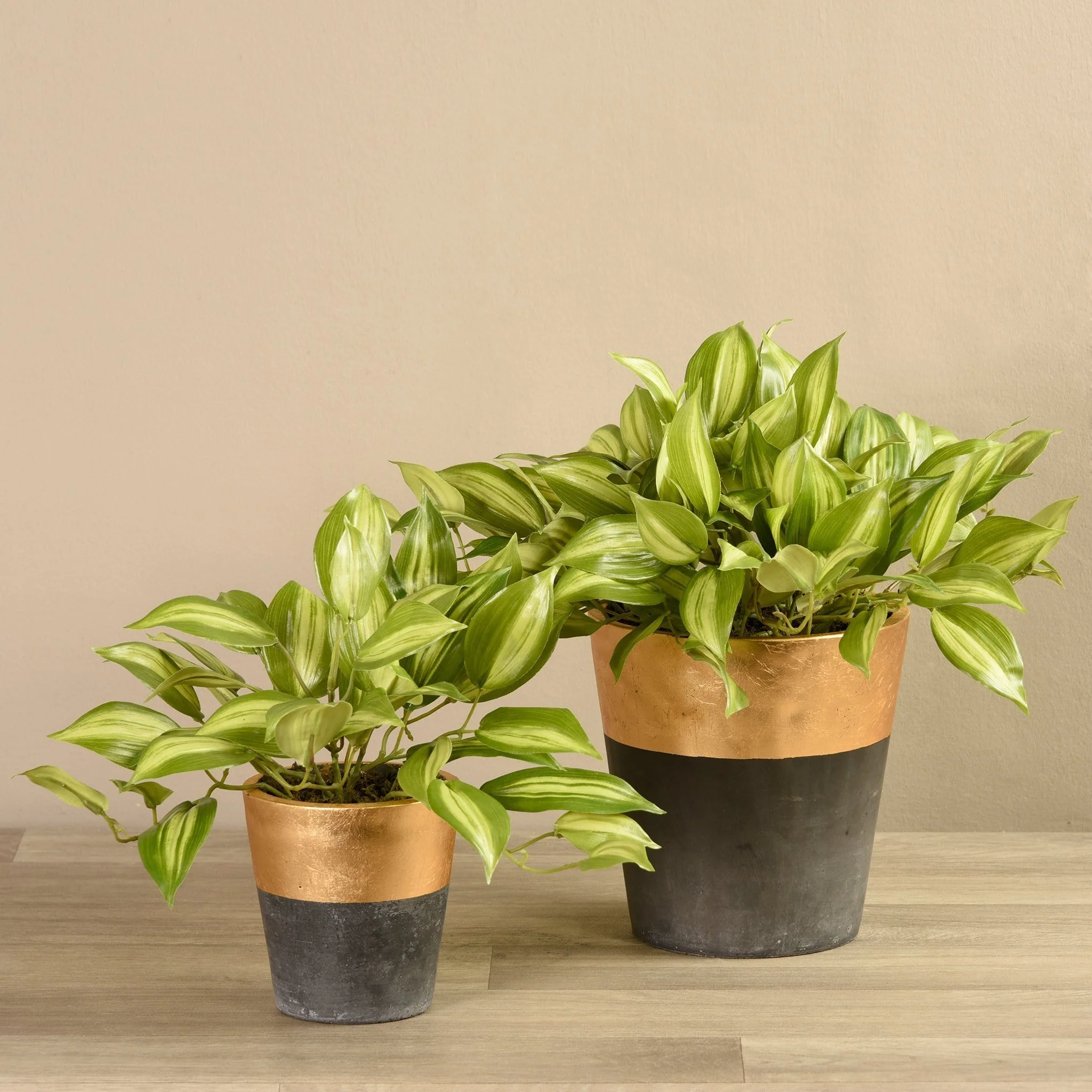 Potted Vanilla Leaf Plant