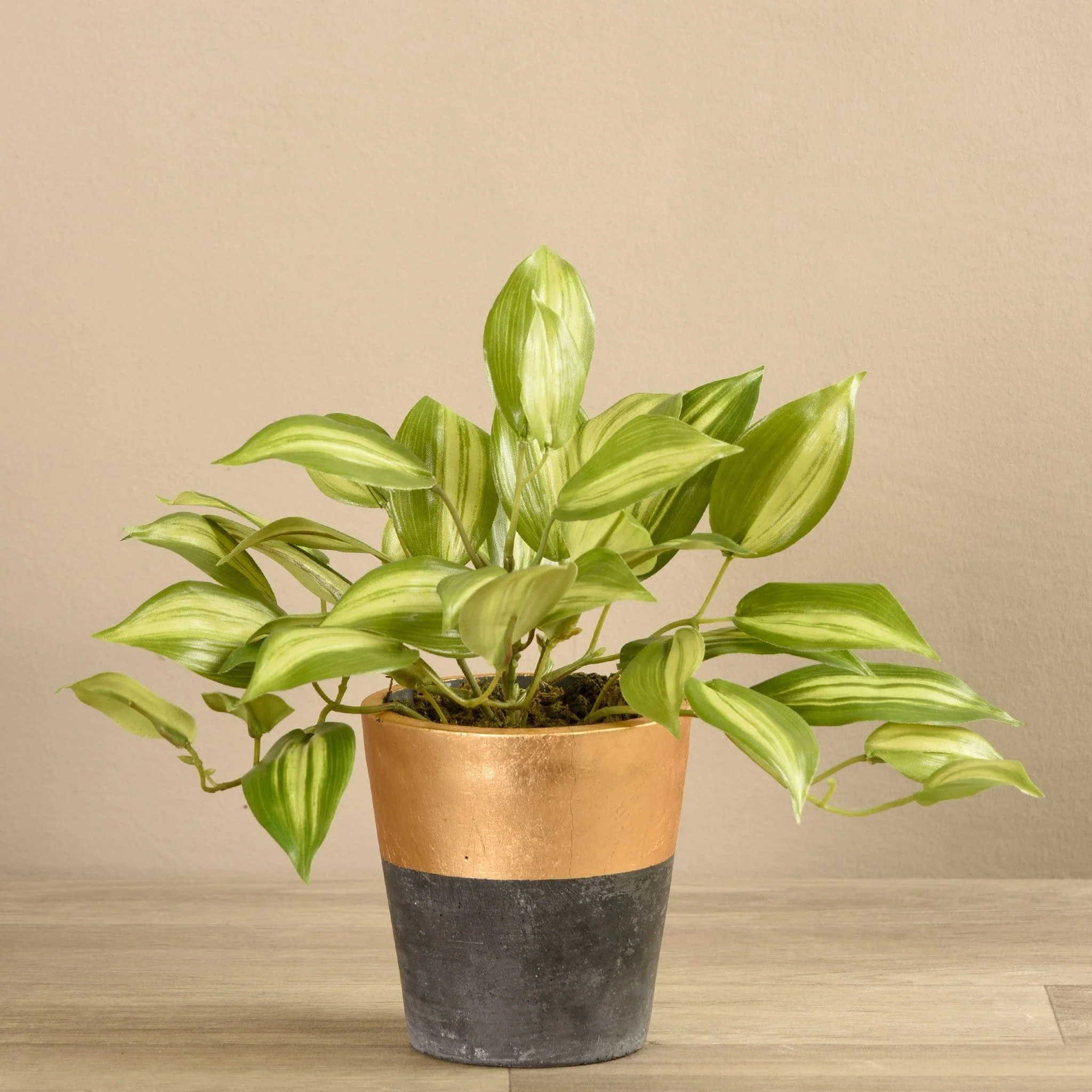 Potted Vanilla Leaf Plant - Image 2