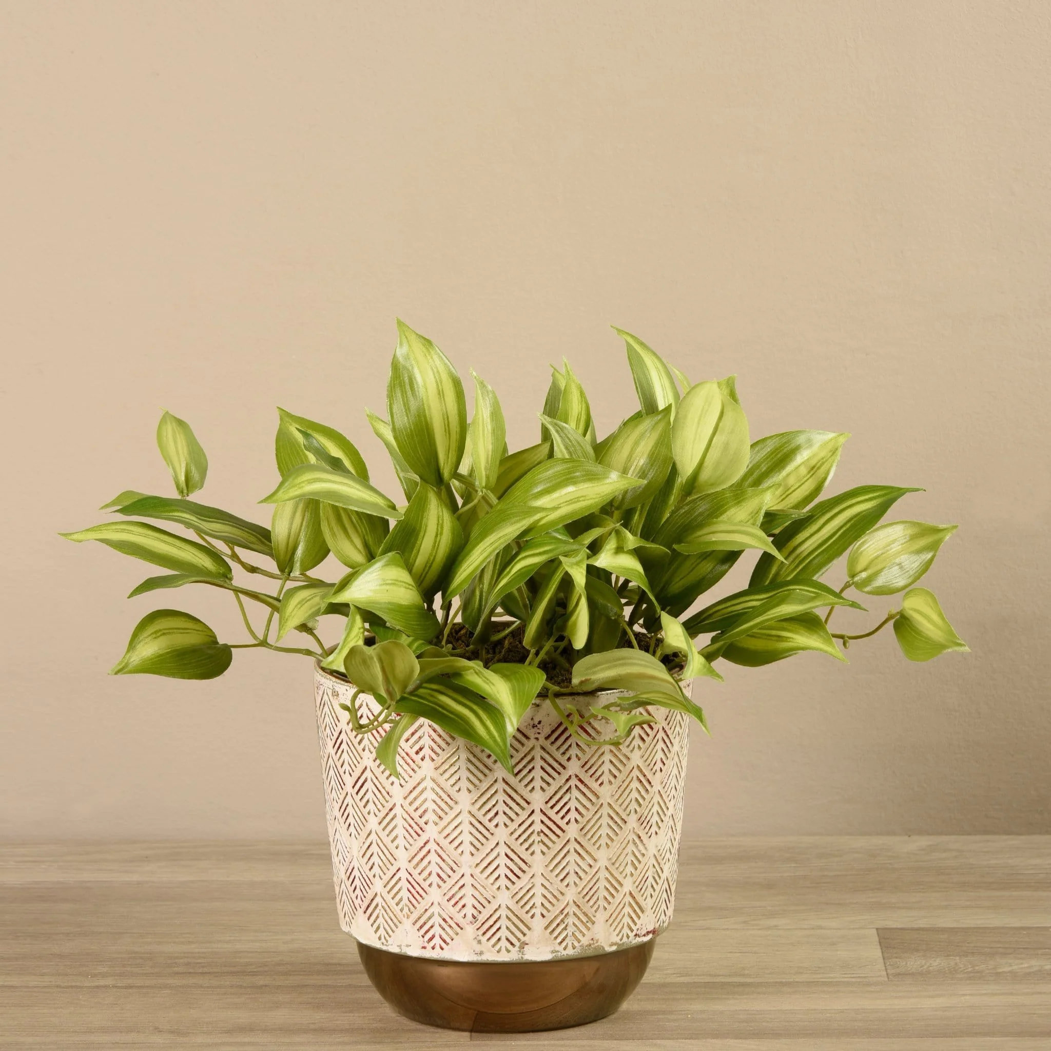Potted Vanilla Leaf Plant - Image 3
