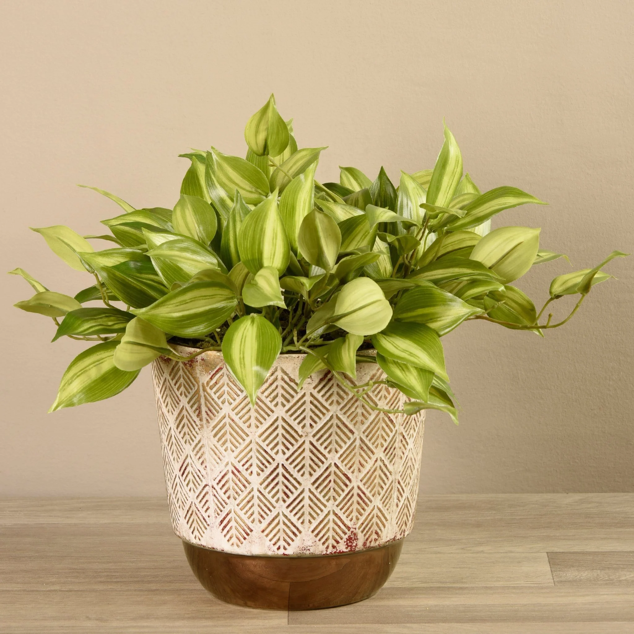 Potted Vanilla Leaf Plant - Image 4
