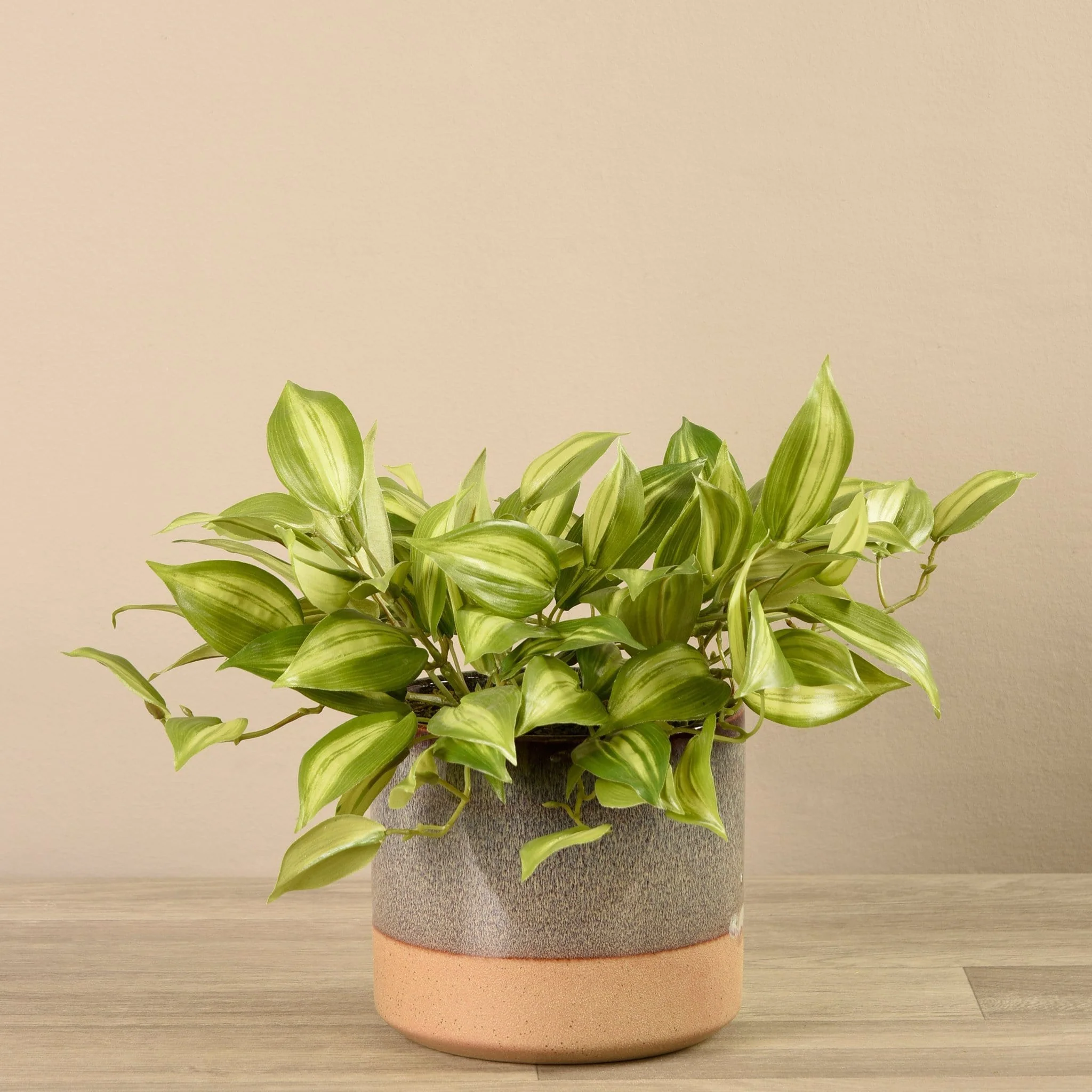 Potted Vanilla Plant - Image 3