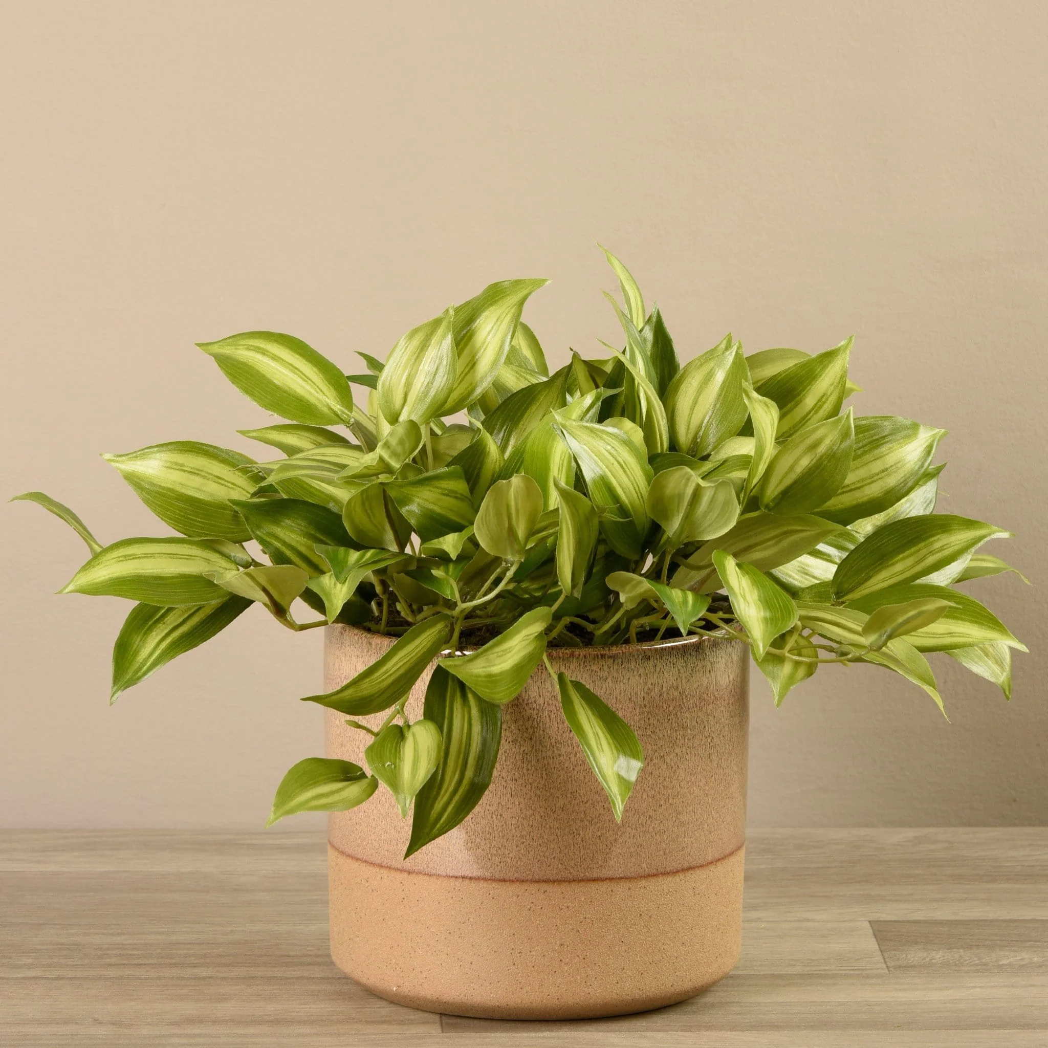 Potted Vanilla Plant - Image 4