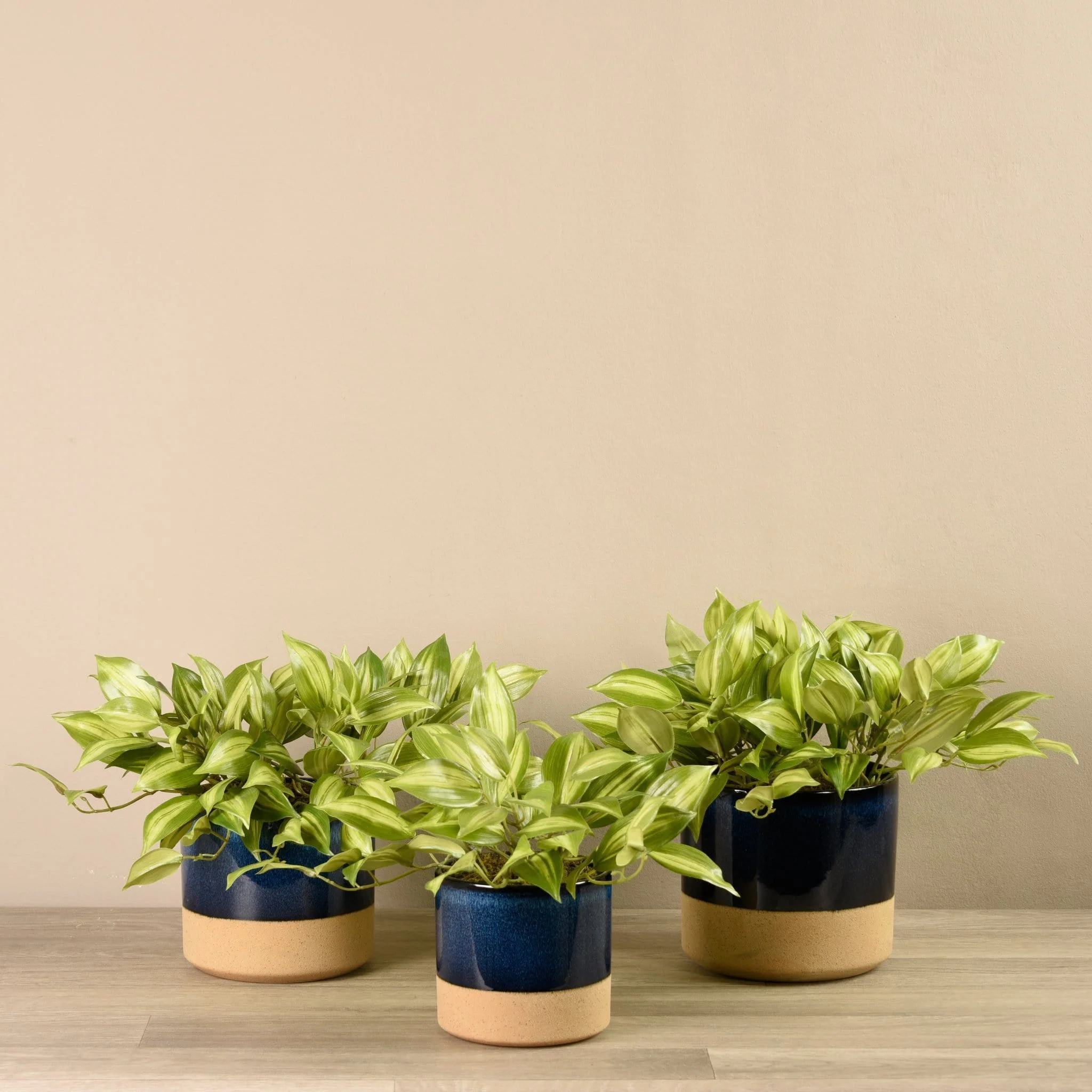 Potted Vanilla Plant
