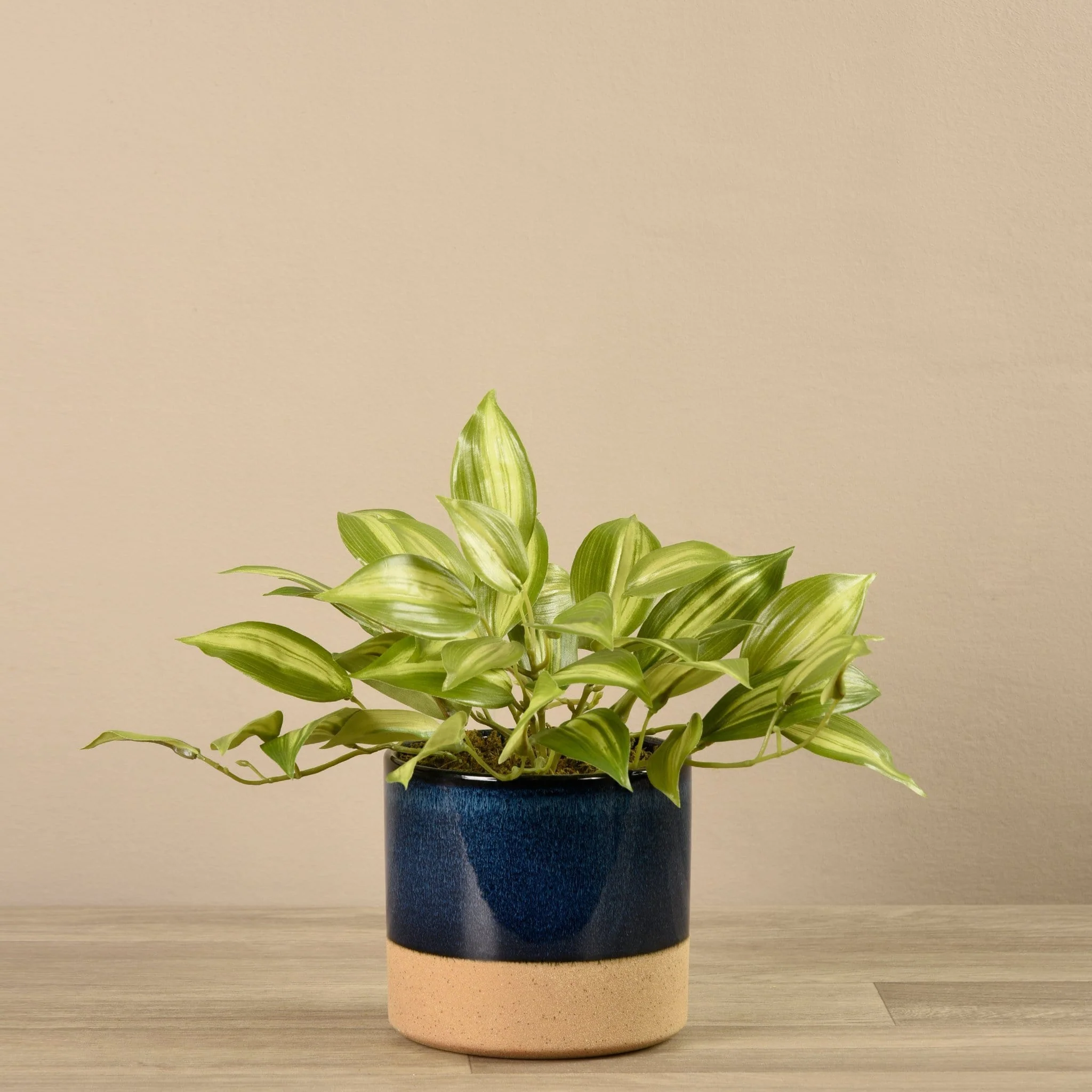 Potted Vanilla Plant - Image 2