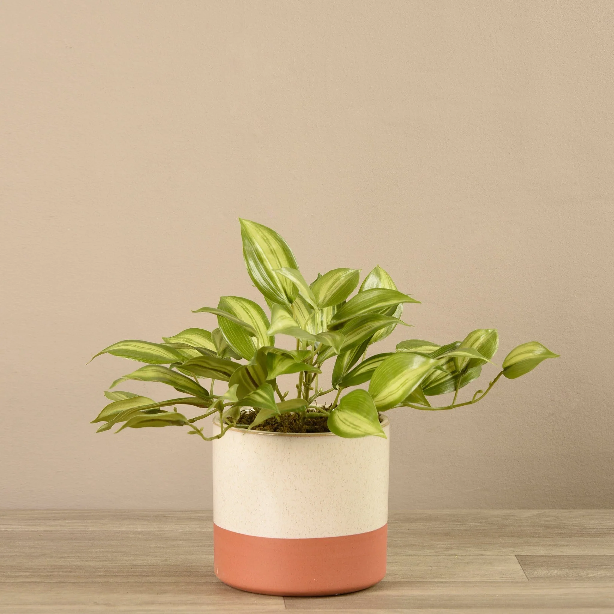 Artificial Potted Vanilla Plant - Image 2