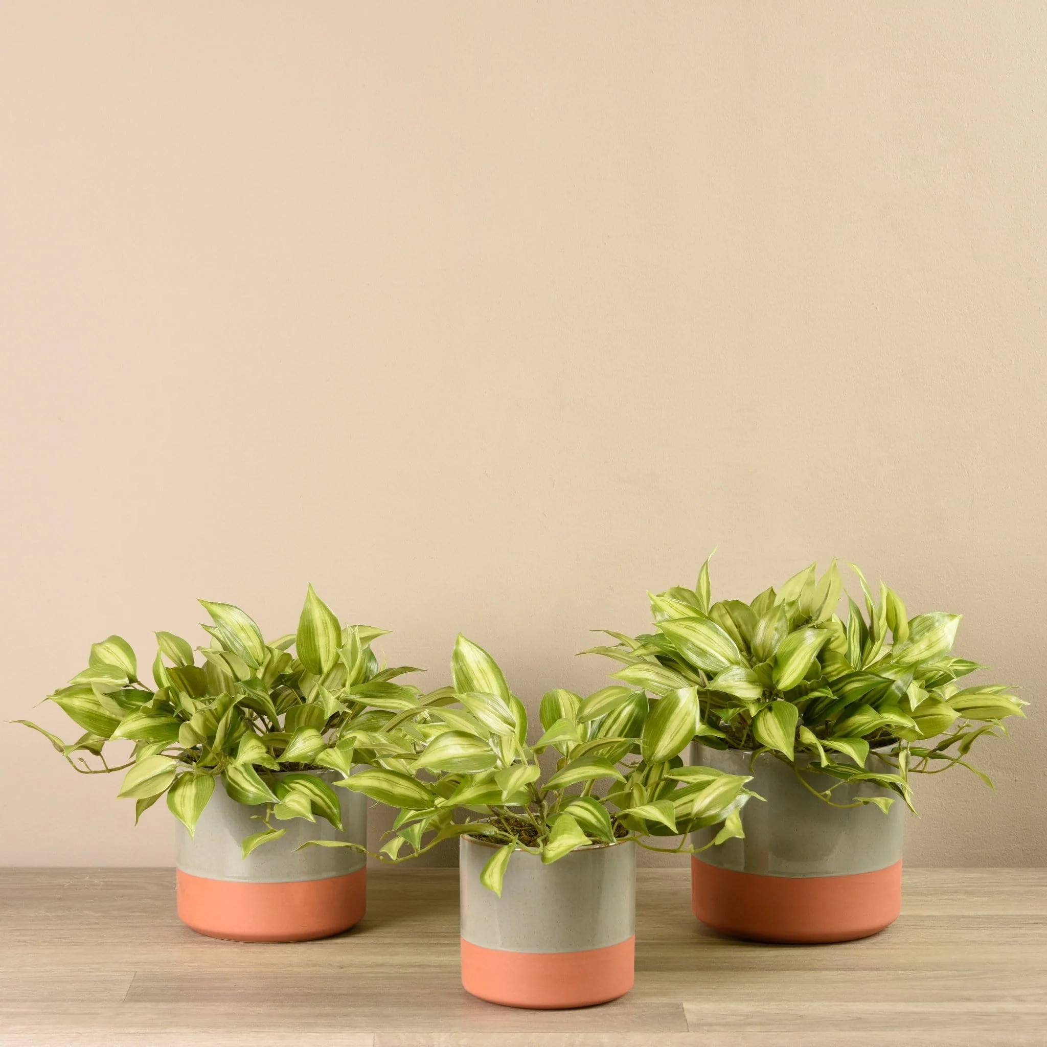 Artificial Potted Vanilla Leaf Plant