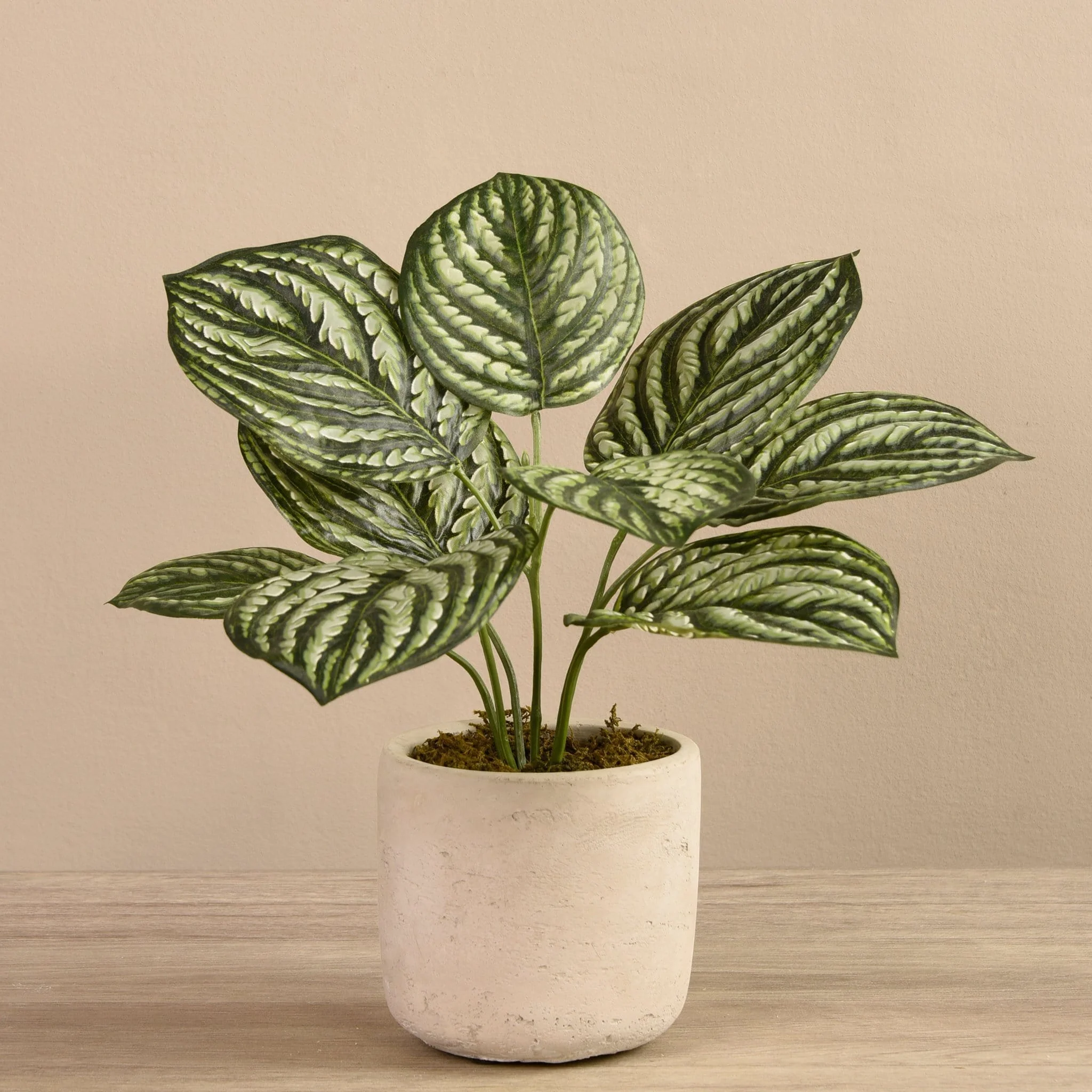 Preperomia Plant in Cement Pot - Image 2