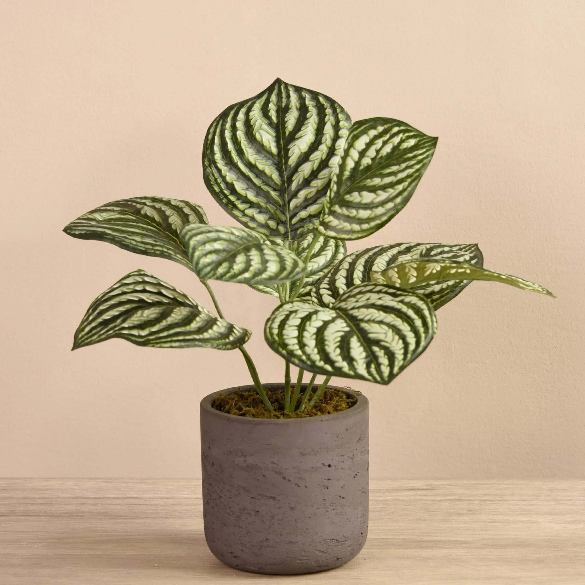 Preperomia Plant in Cement Pot - Image 4