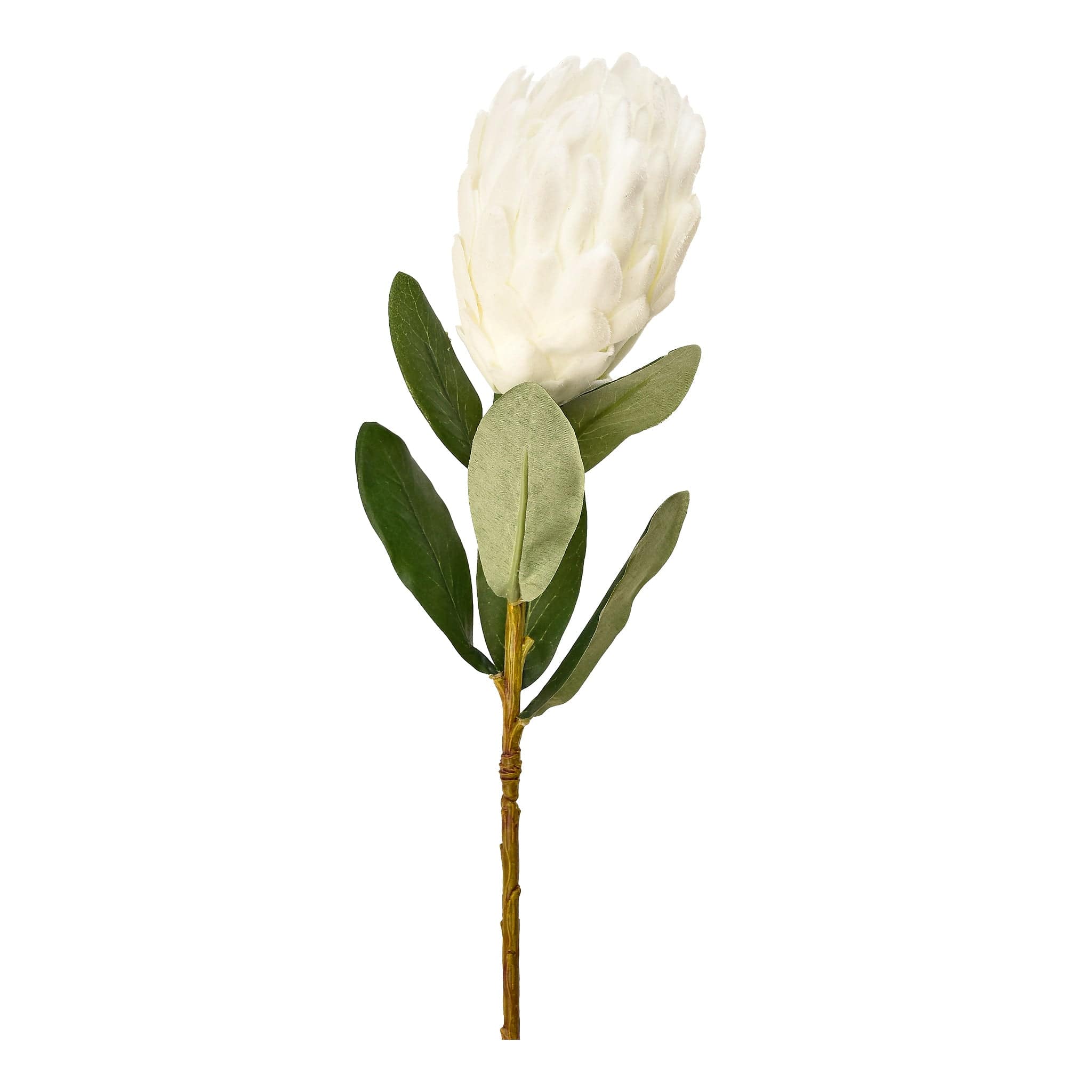 Protea