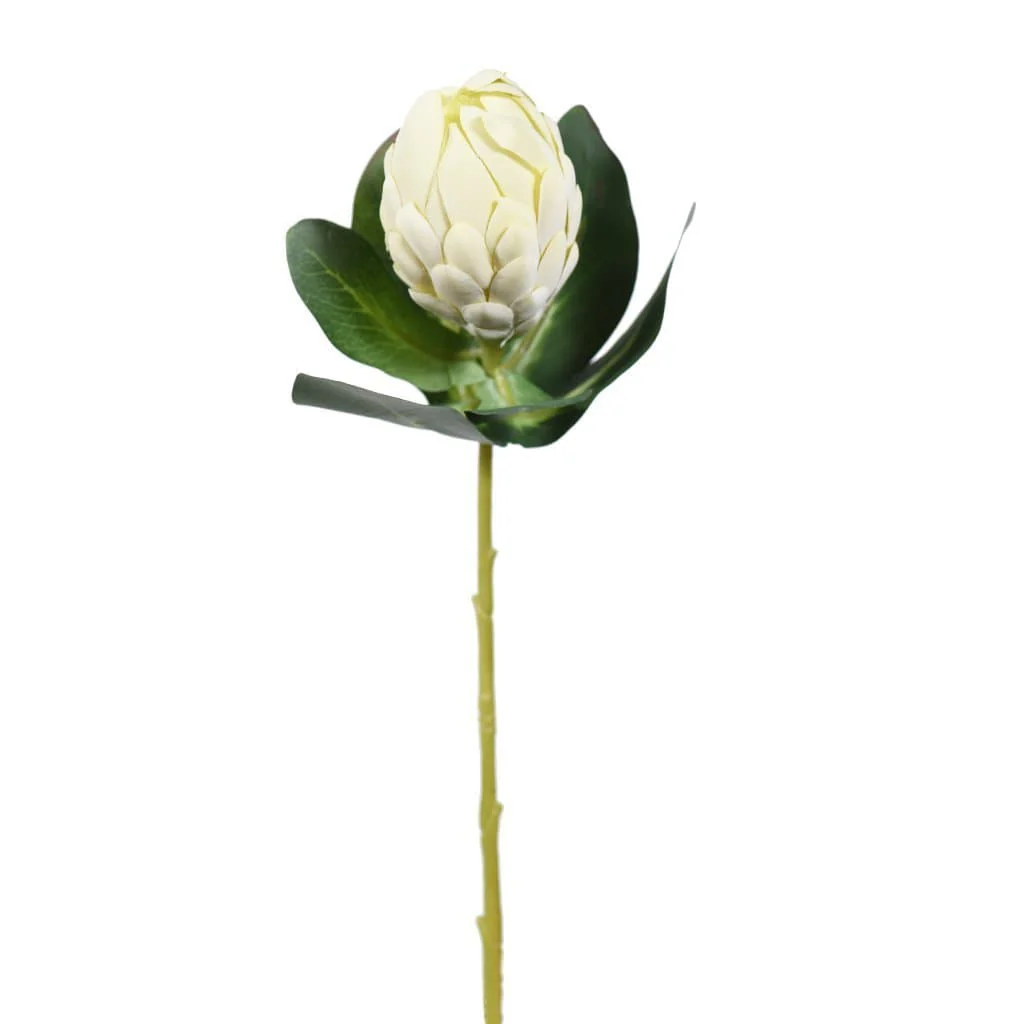 Protea Stem