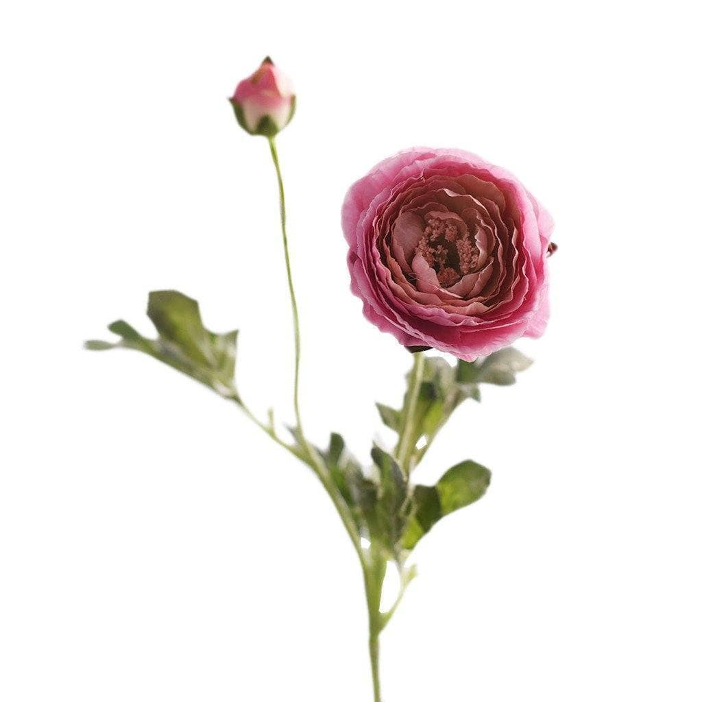 Ranunculus - Image 3