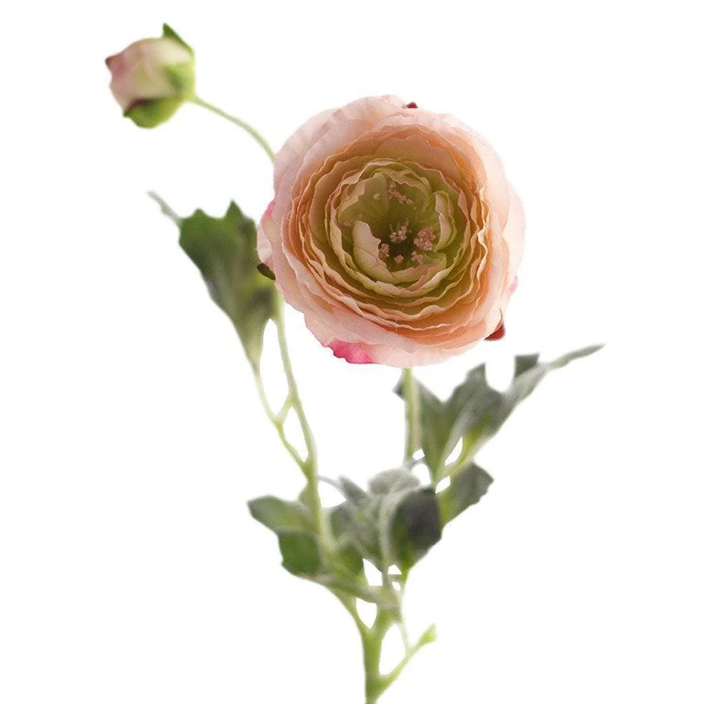 Ranunculus - Image 4